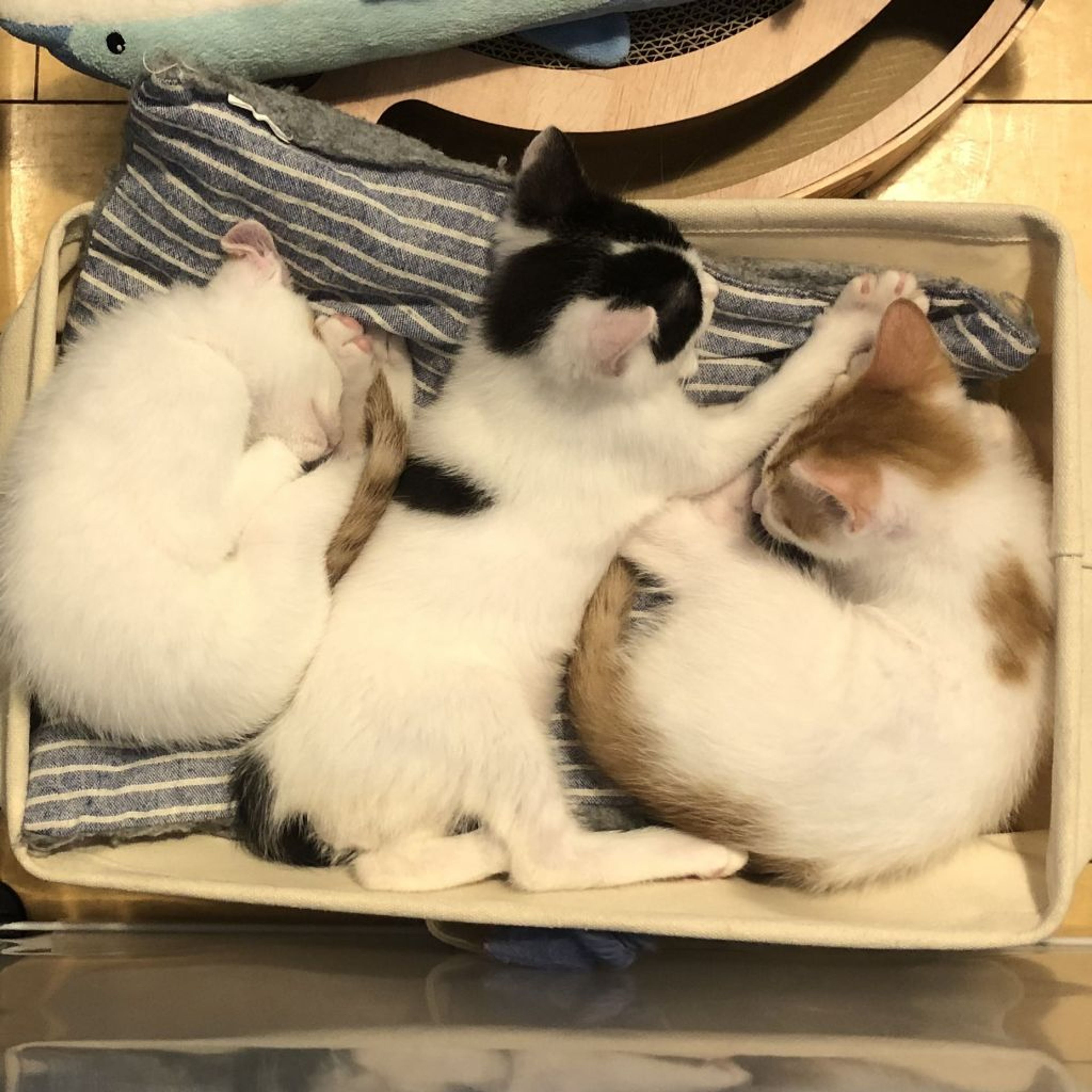 pet-image-3