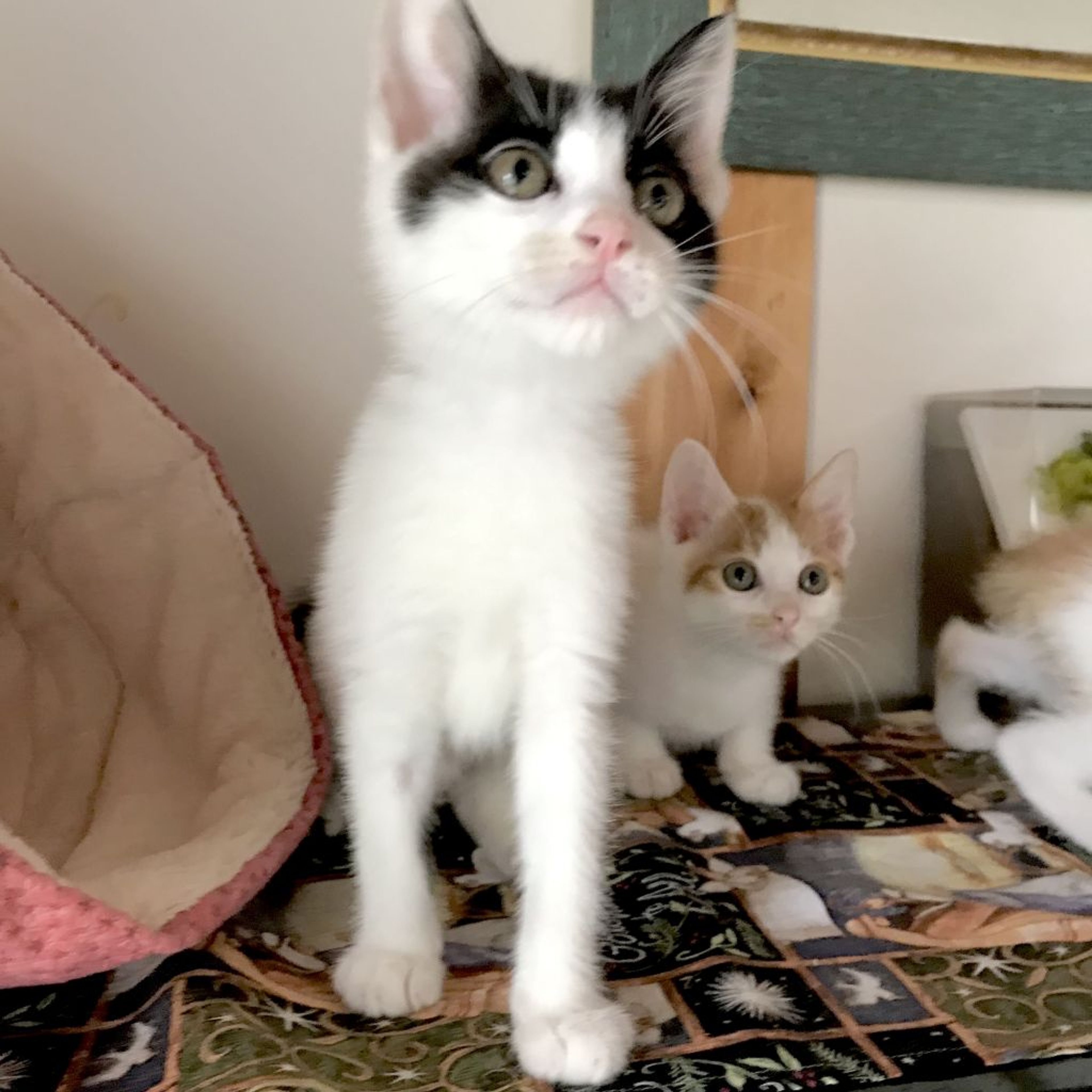 pet-image-4
