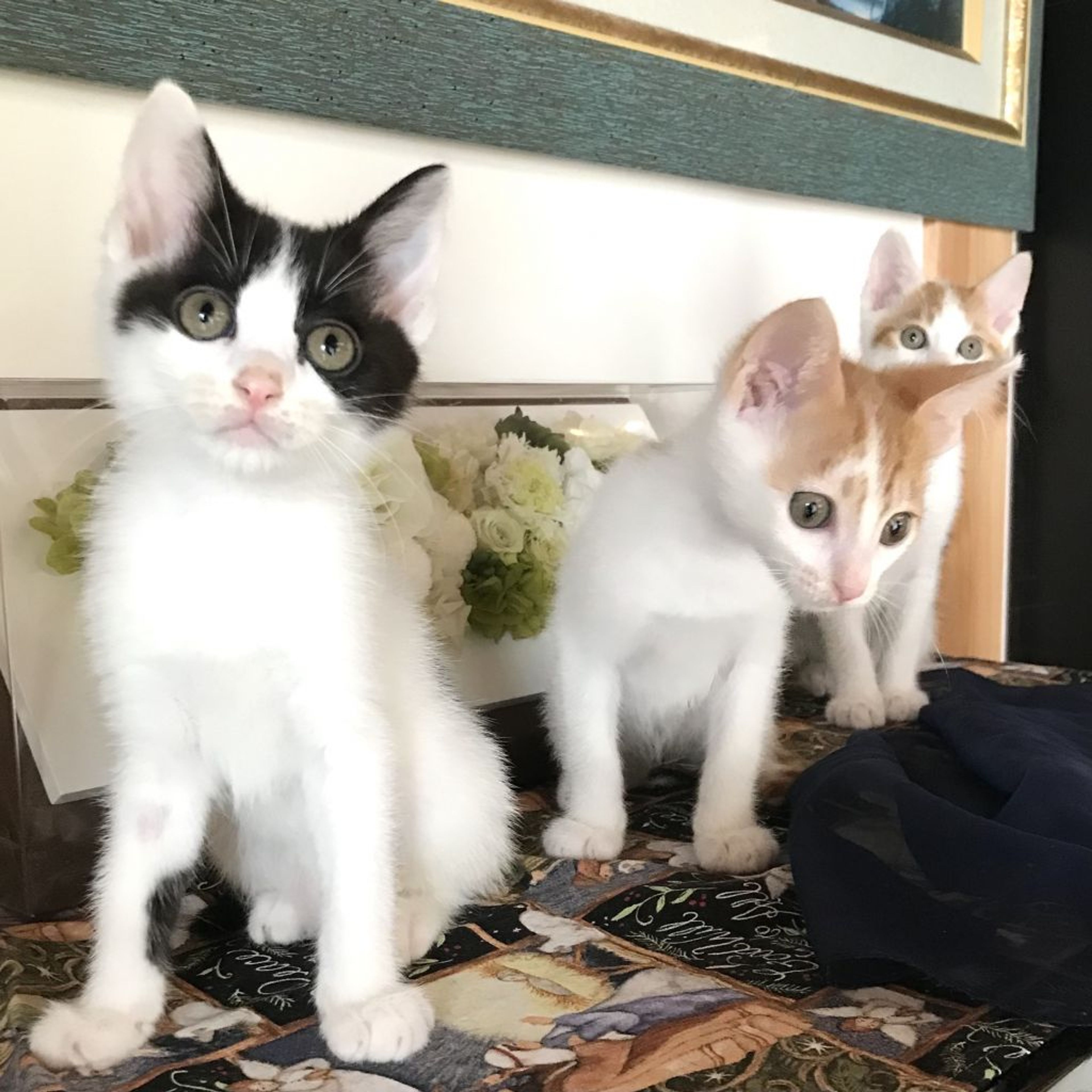pet-image-5