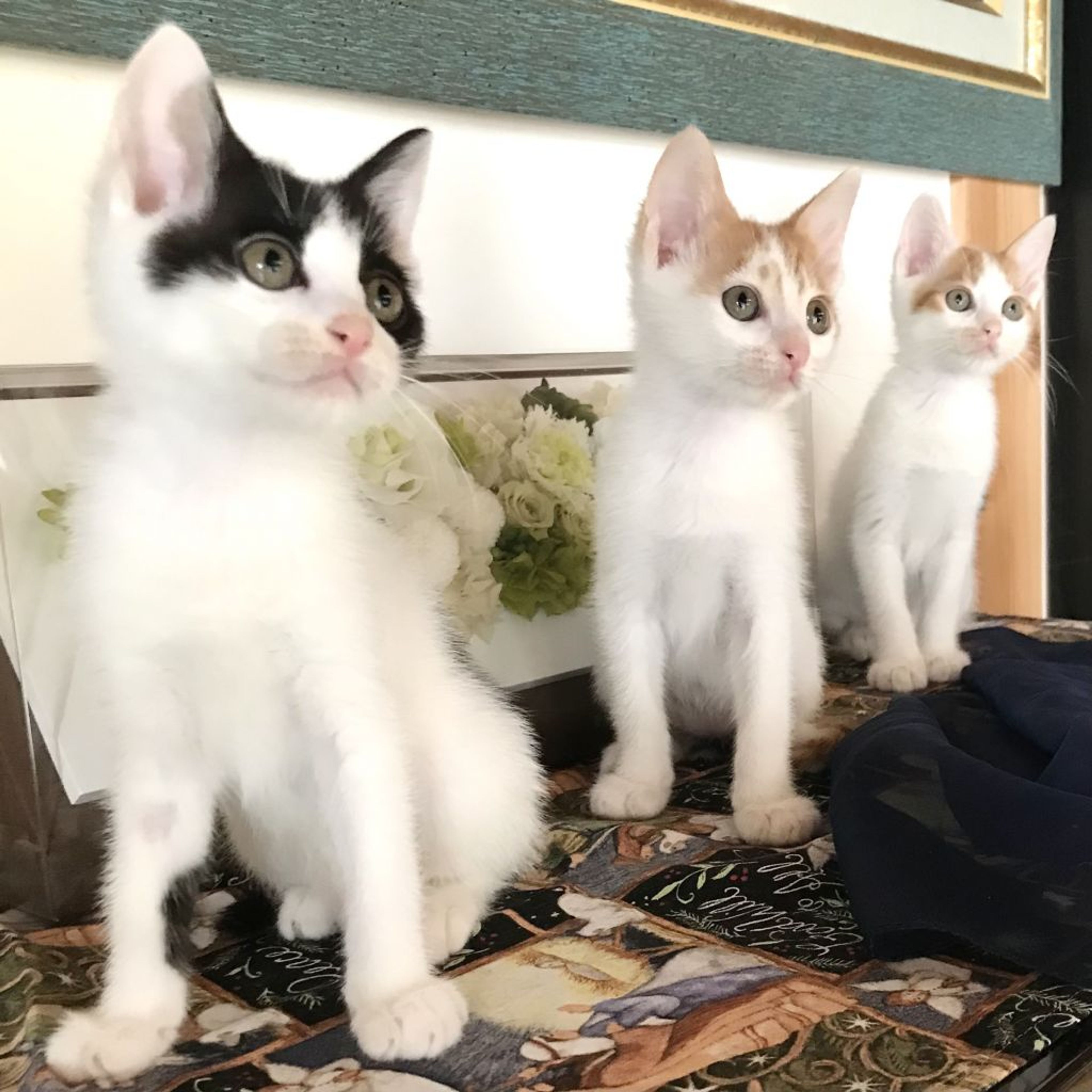 pet-image-6