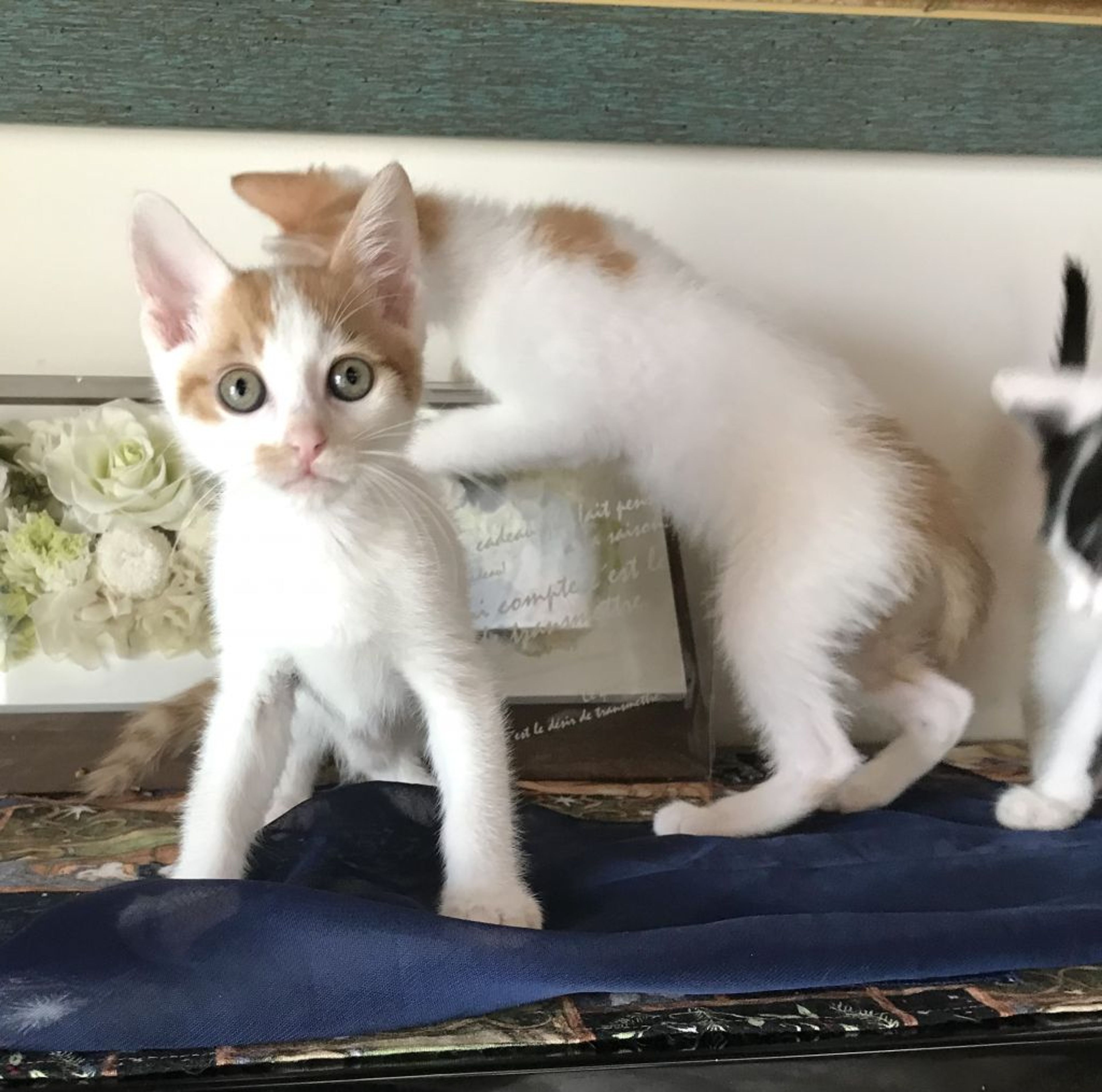 pet-image-9