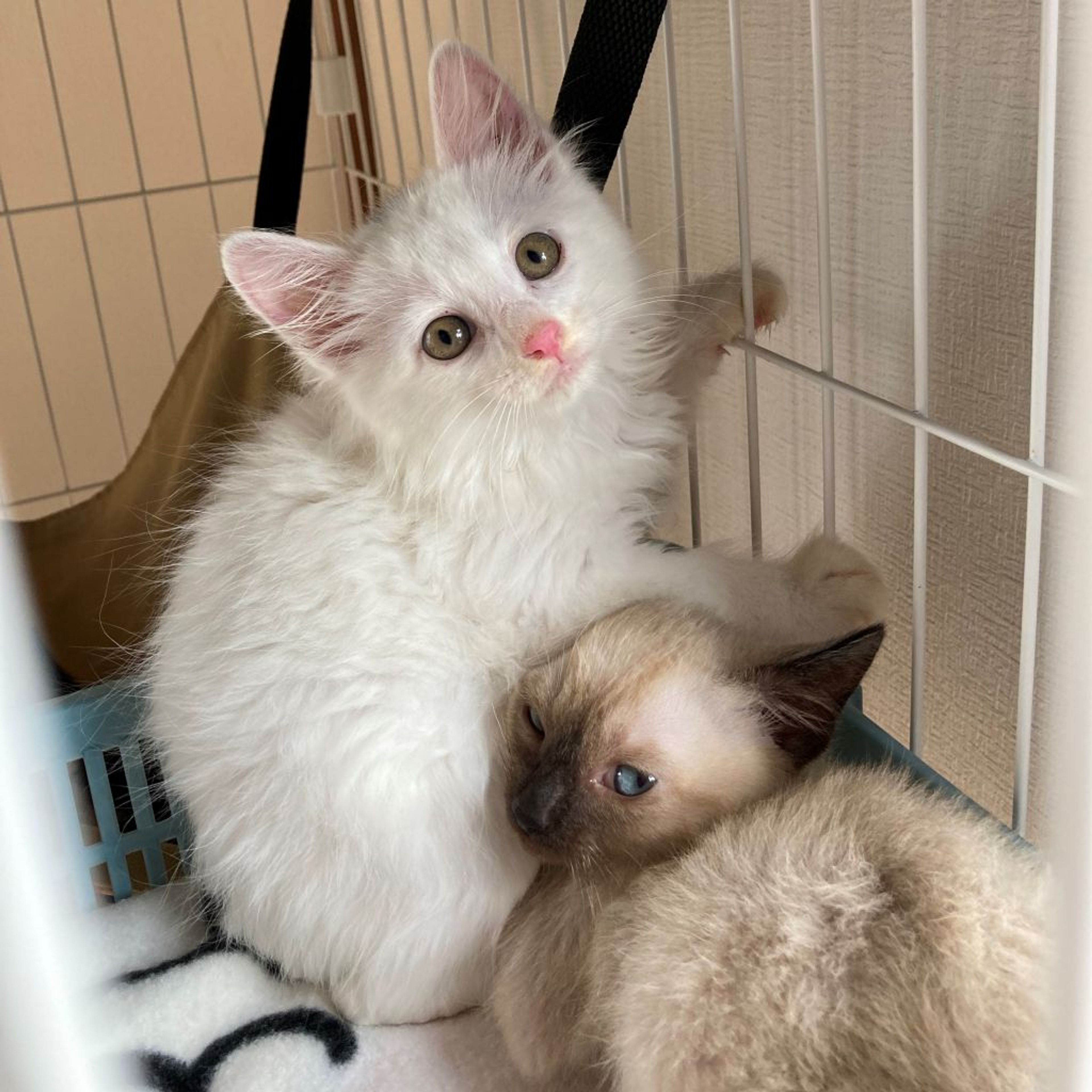 pet-image-4