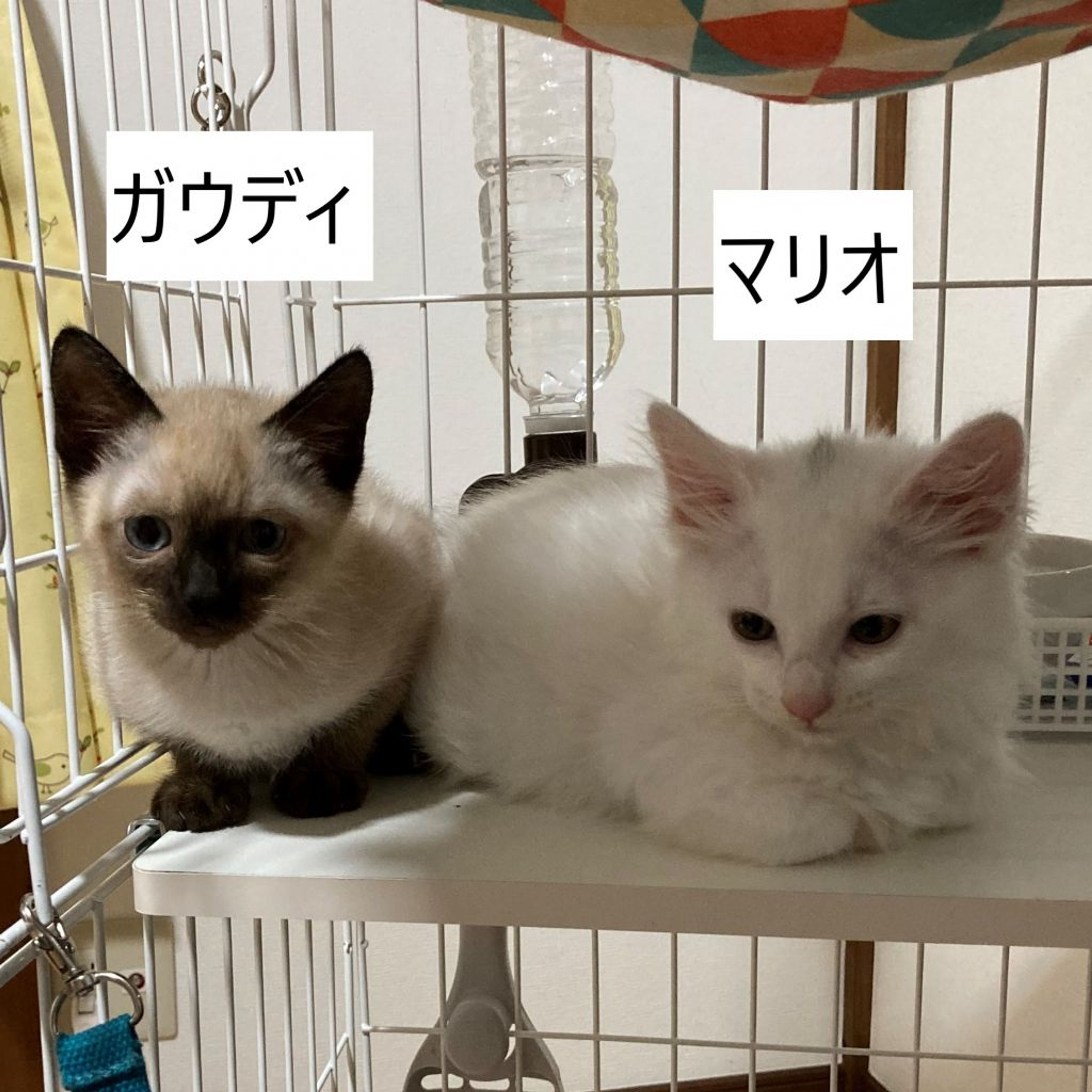 pet-image-5
