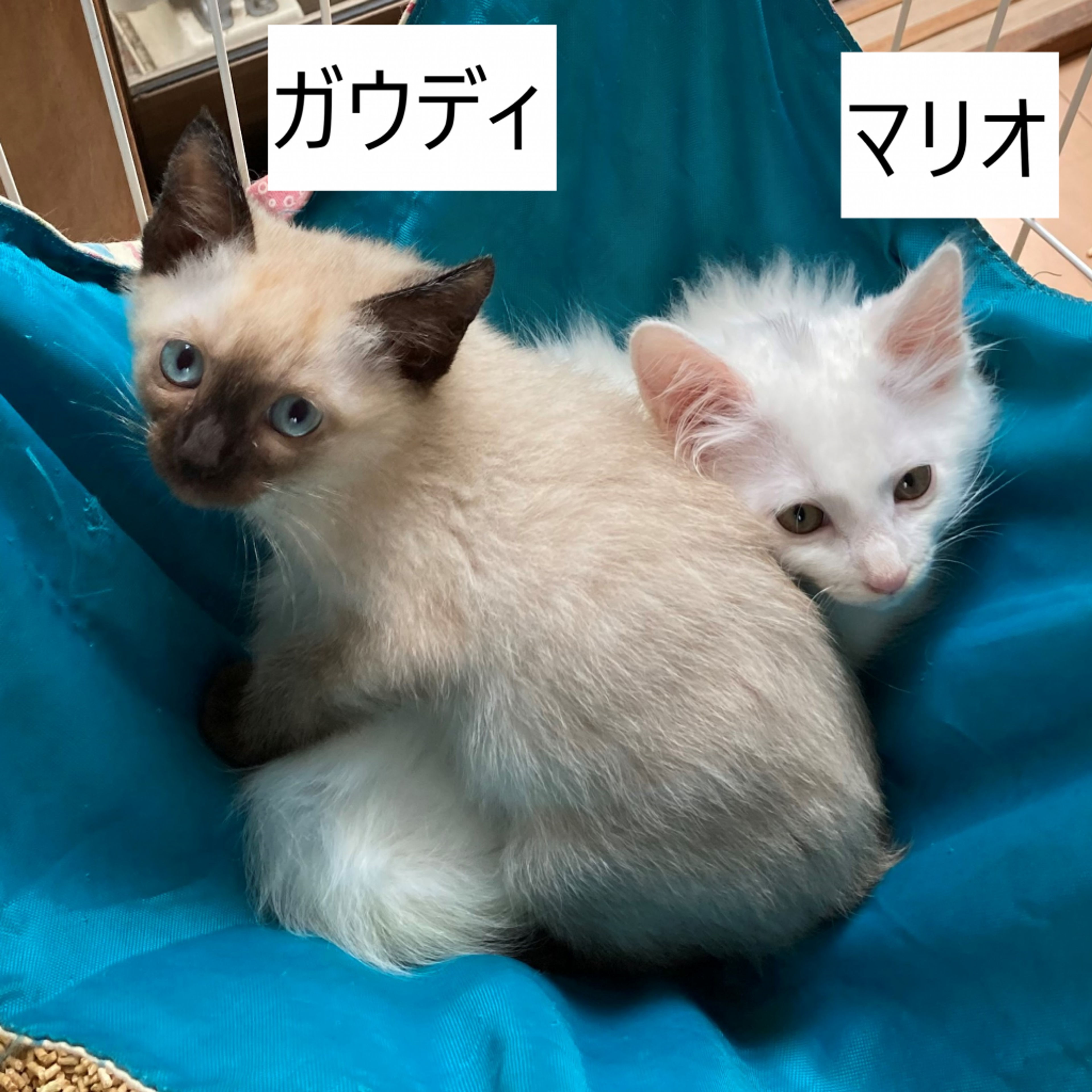 pet-image-5