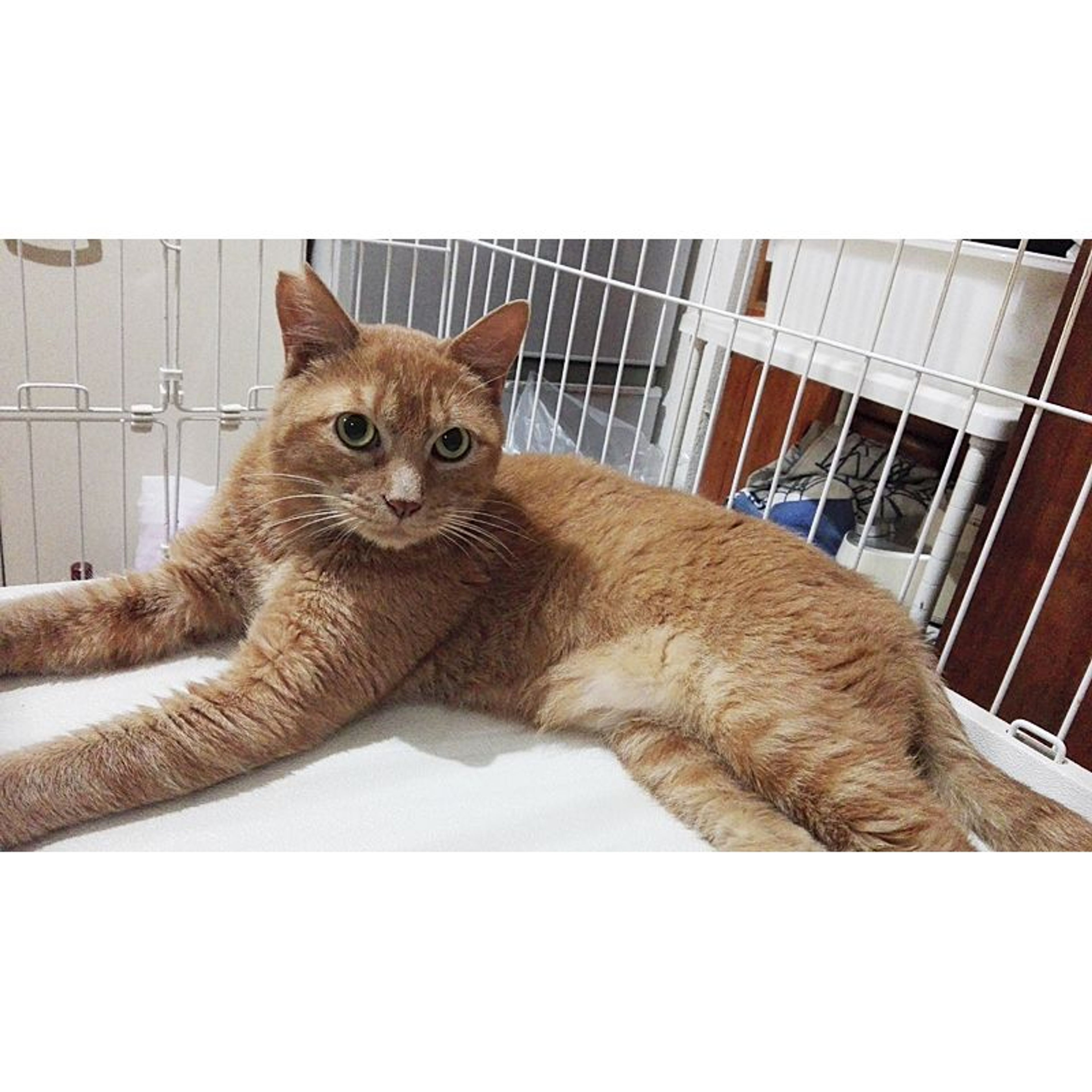 pet-image-2