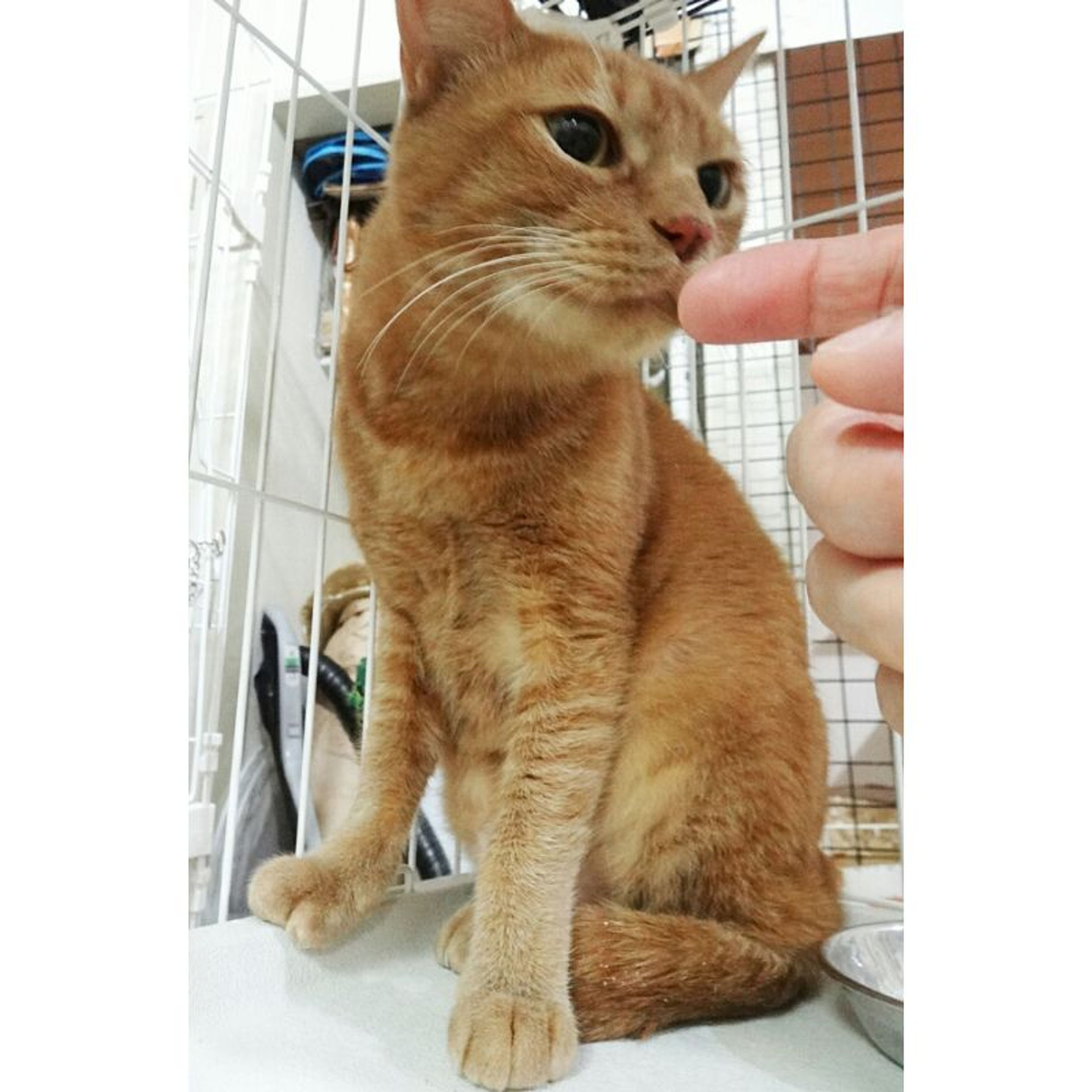pet-image-3