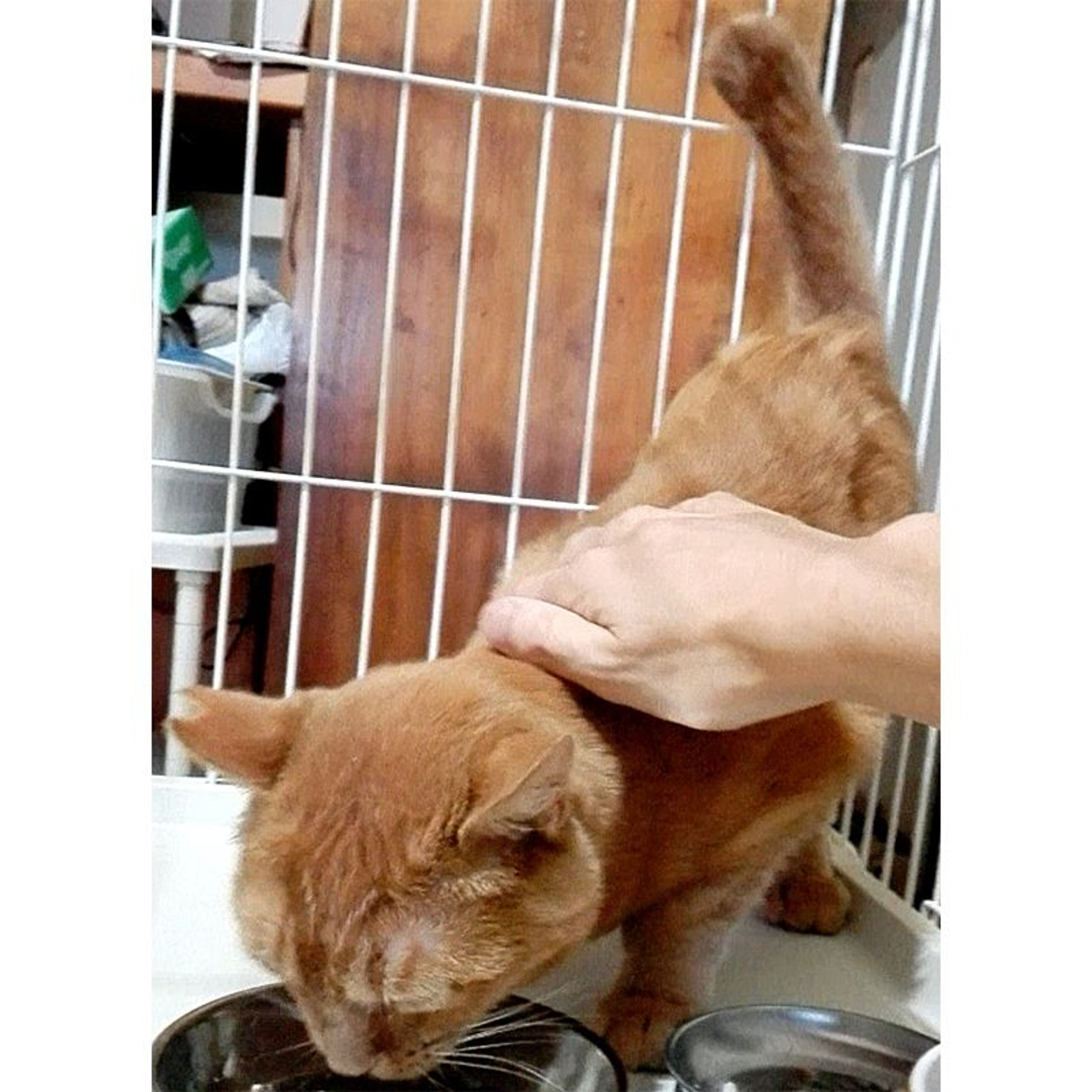 pet-image-4
