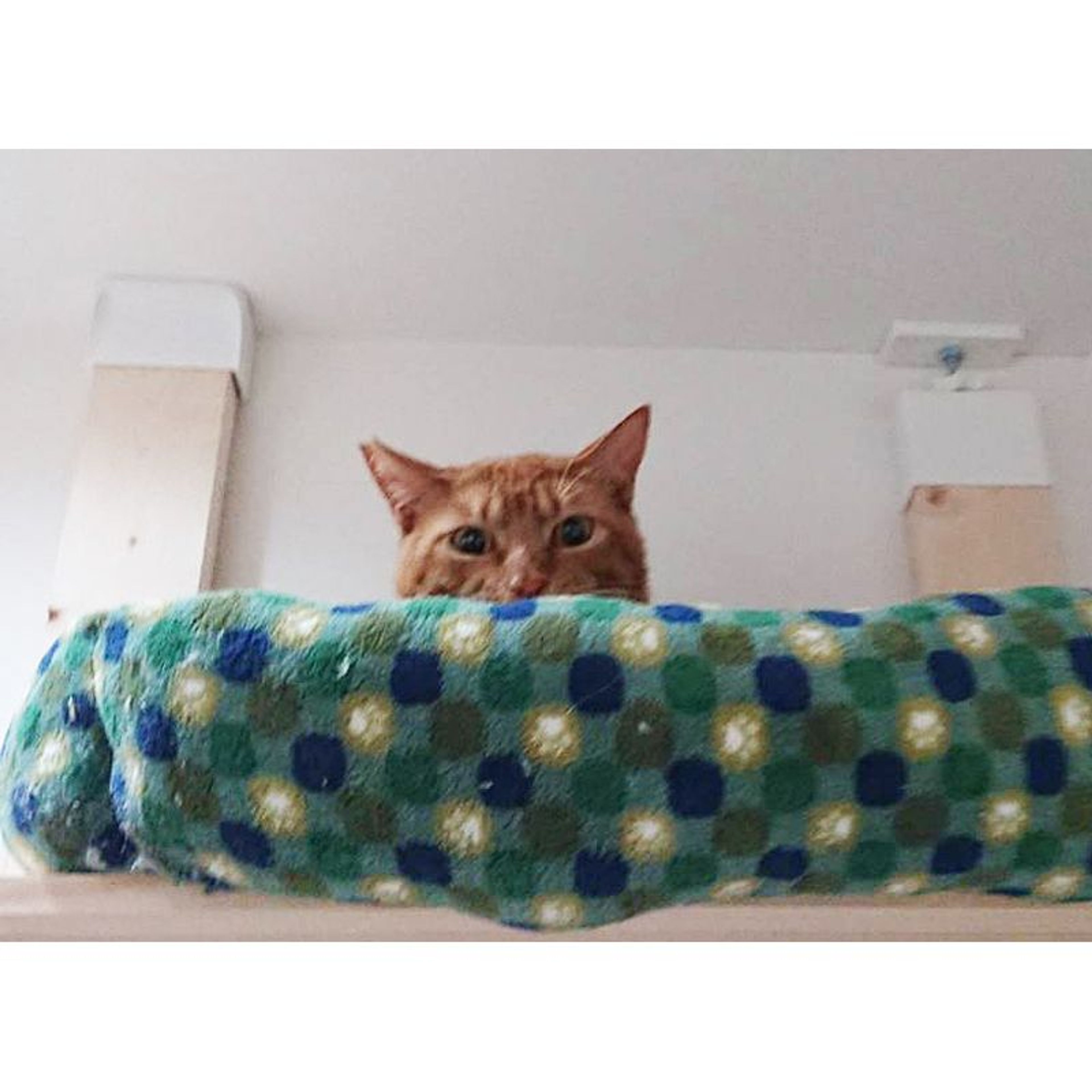 pet-image-5