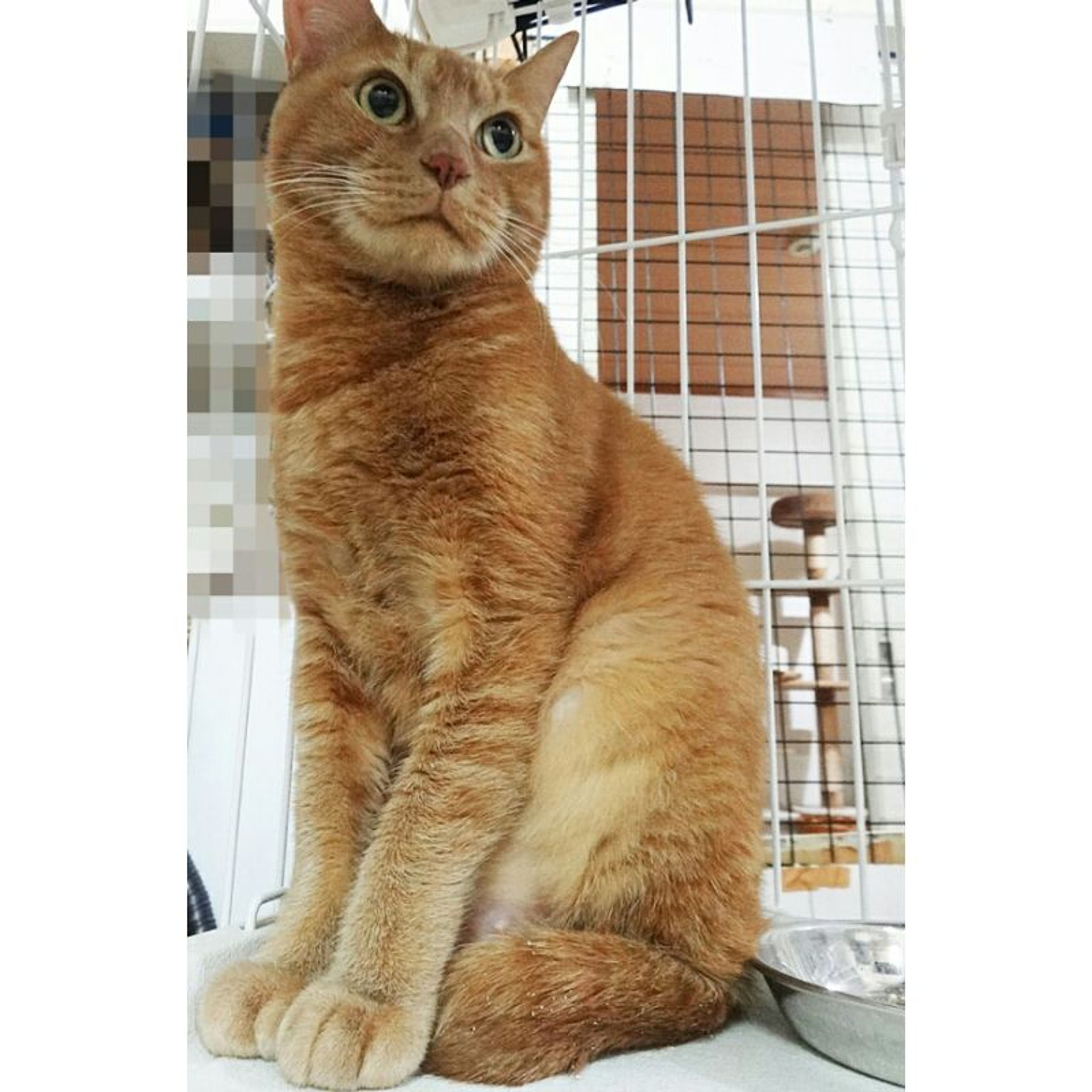 pet-image-6