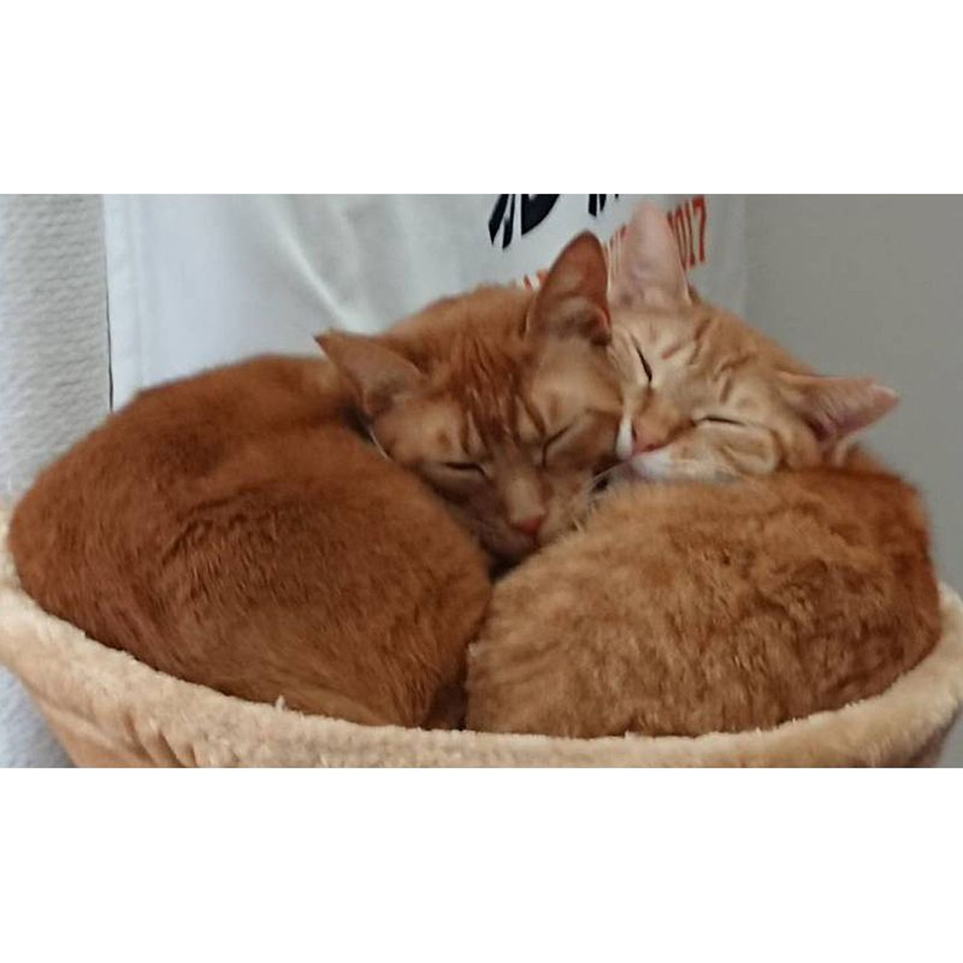 pet-image-7