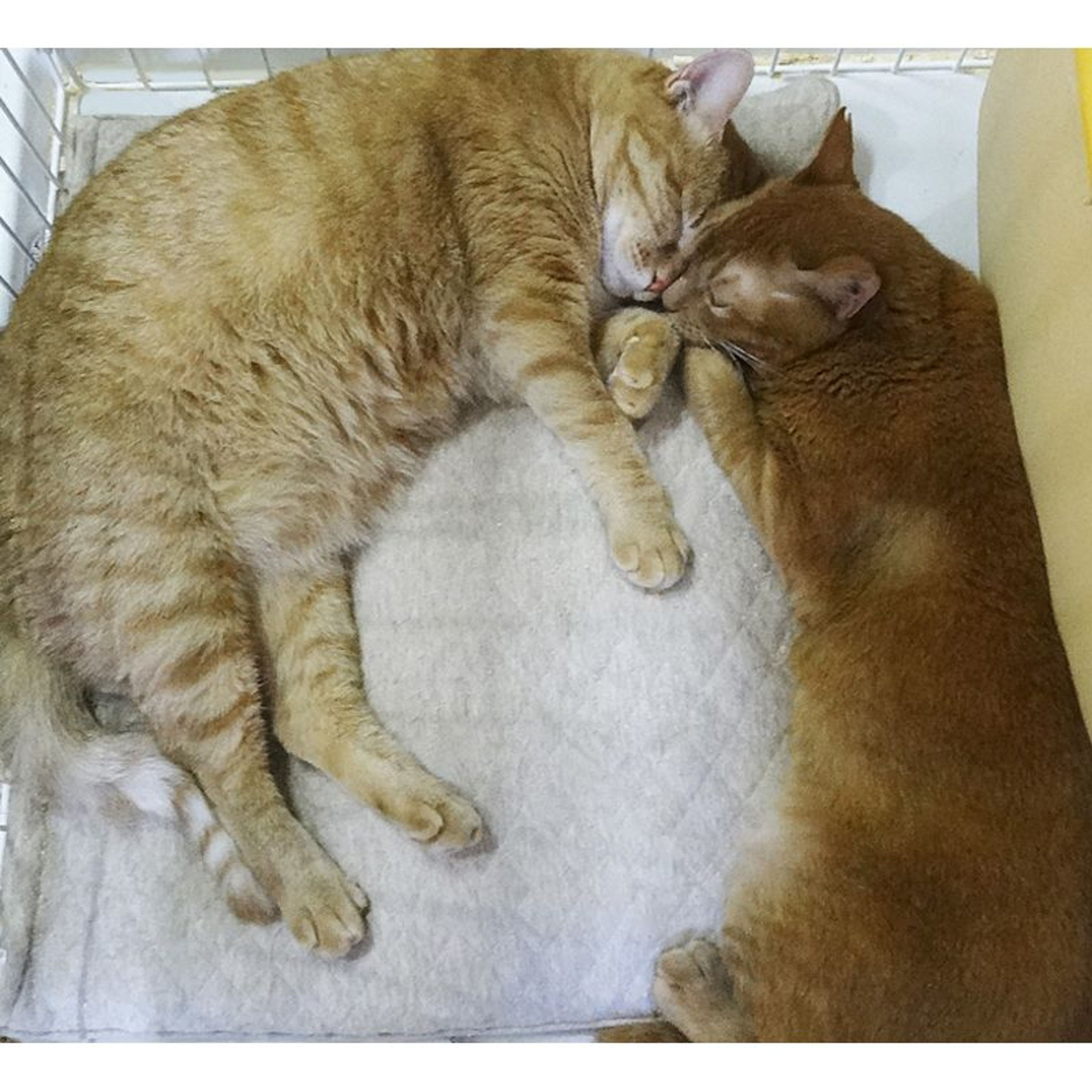 pet-image-8