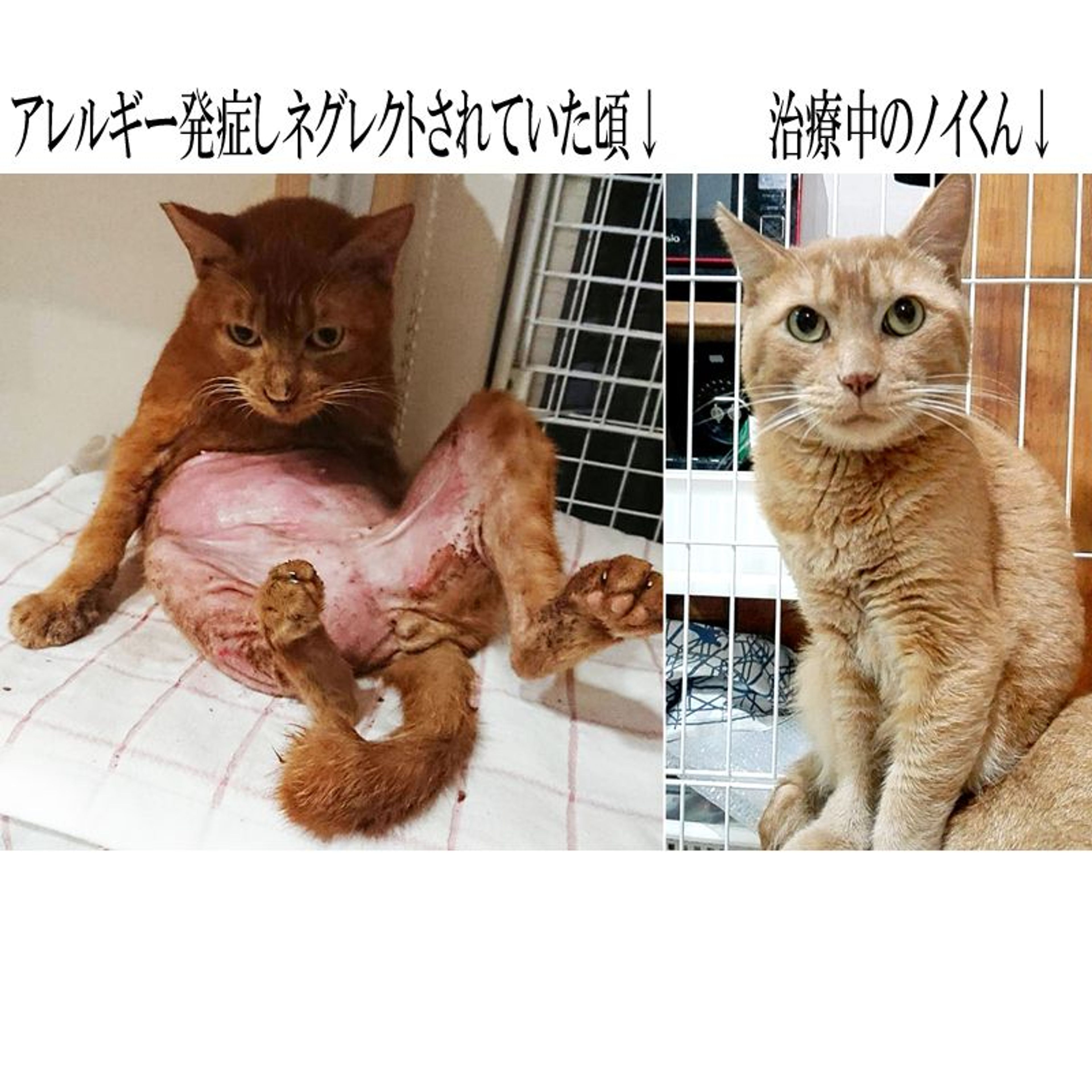 pet-image-10