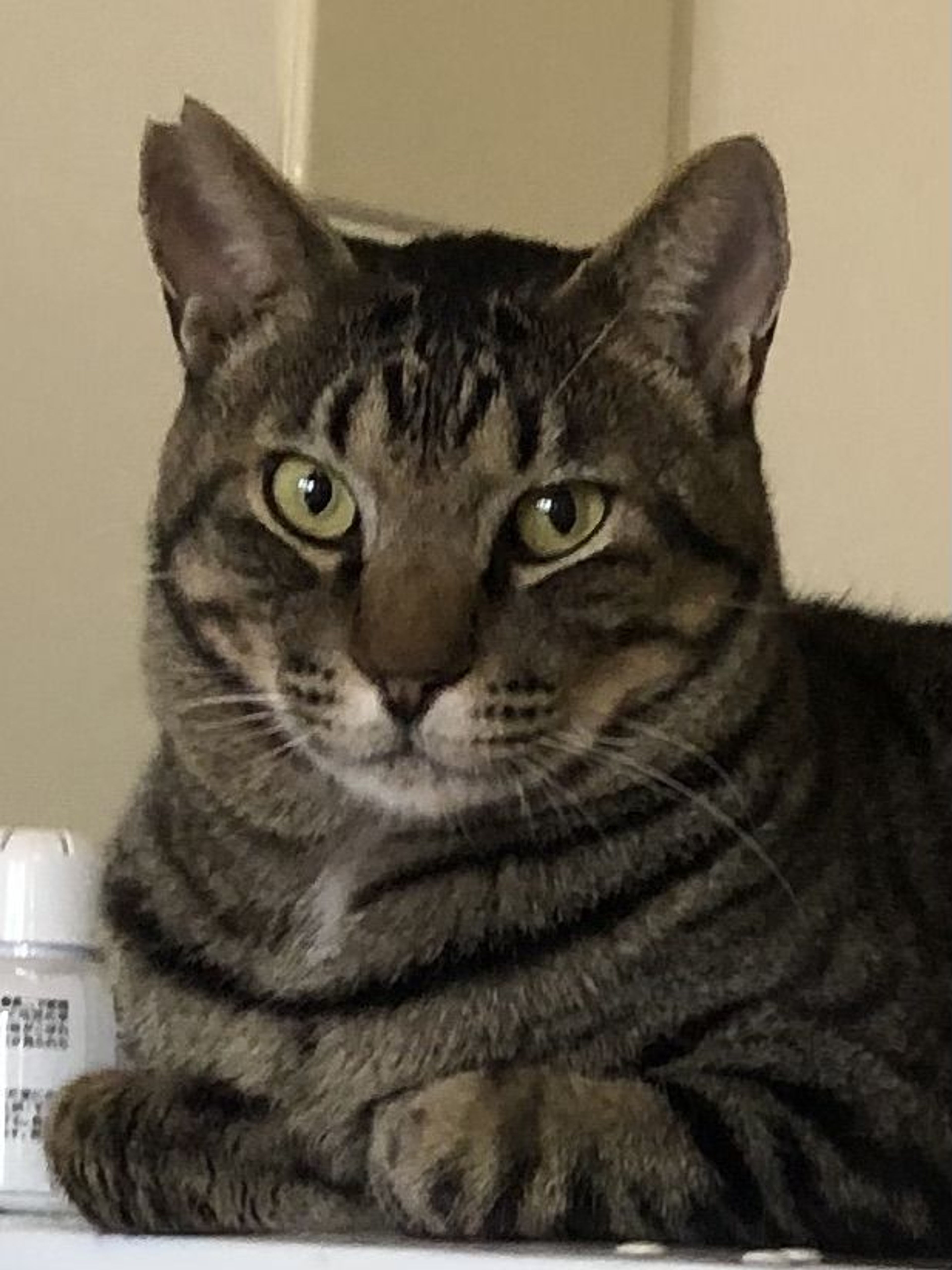 雑種（ミックス猫）・オスの里親募集の写真