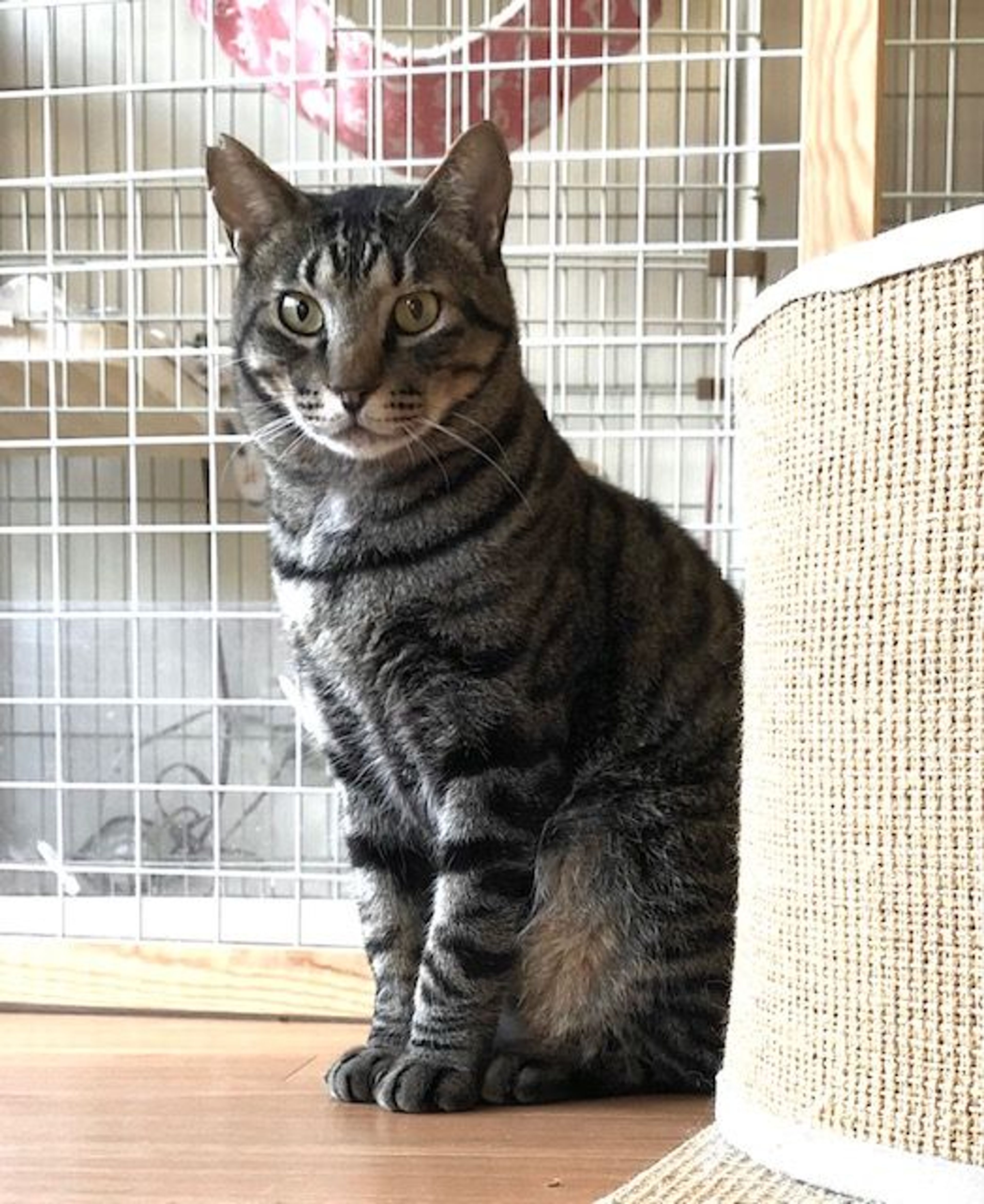 pet-image-2