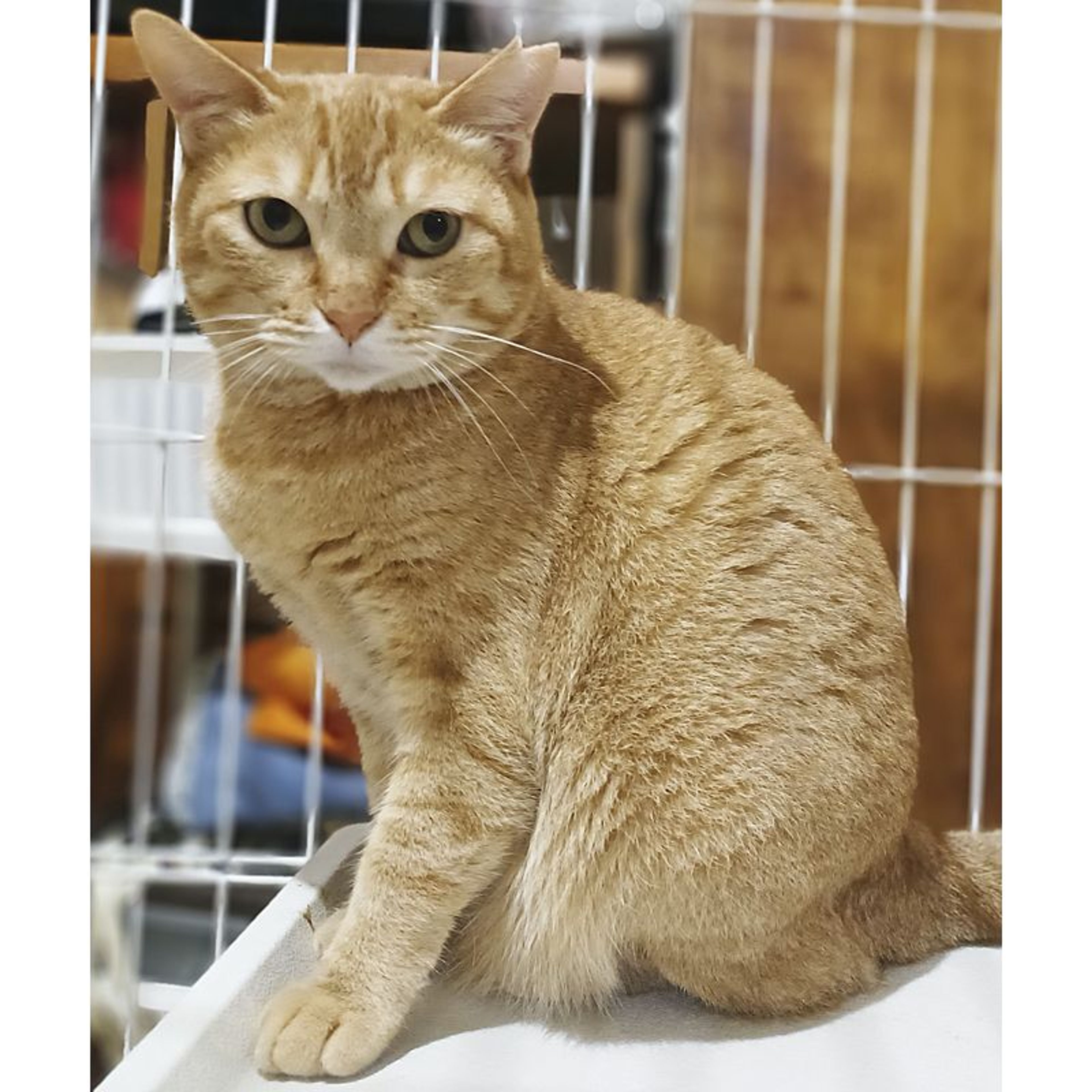 雑種（ミックス猫）・メスの里親募集の写真