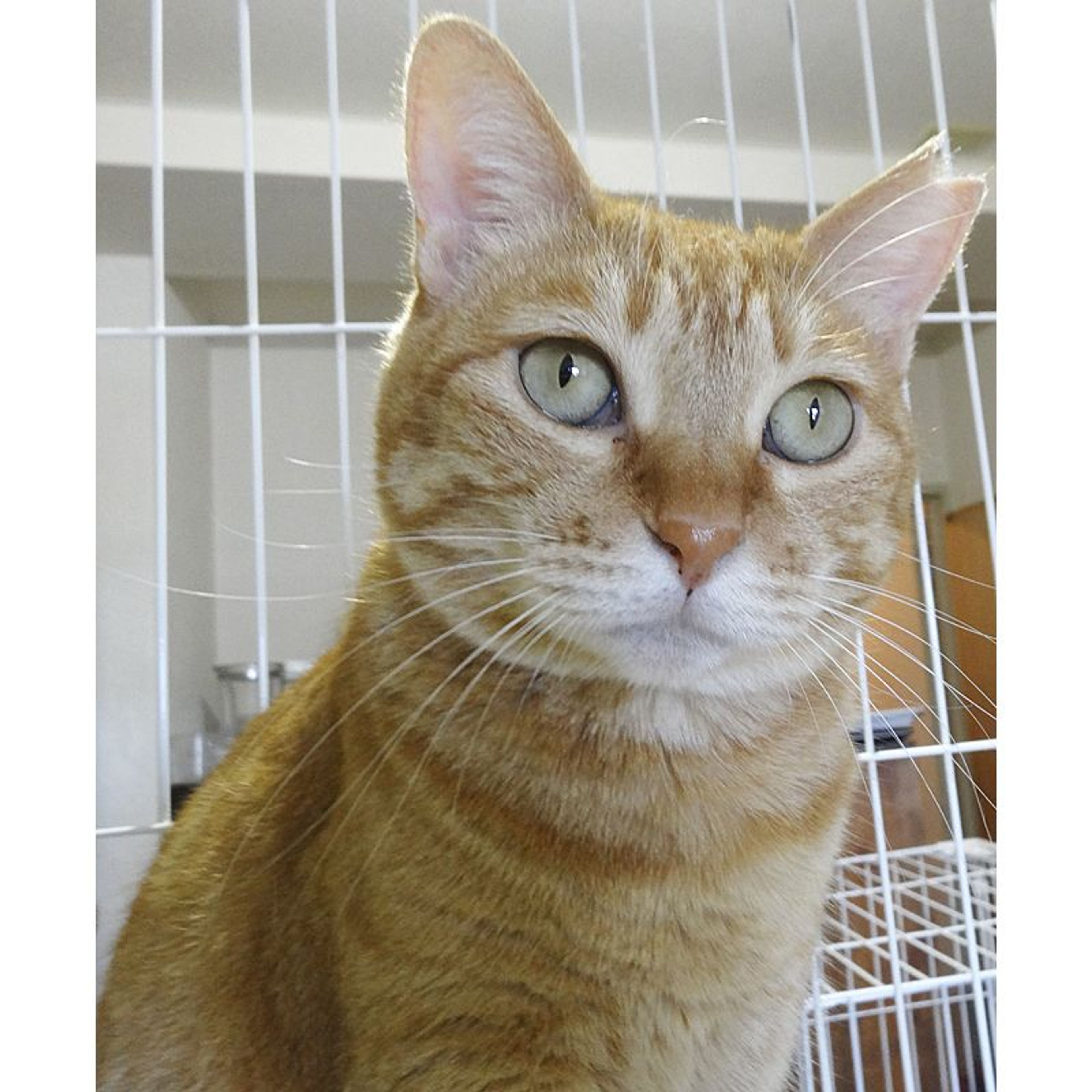pet-image-4