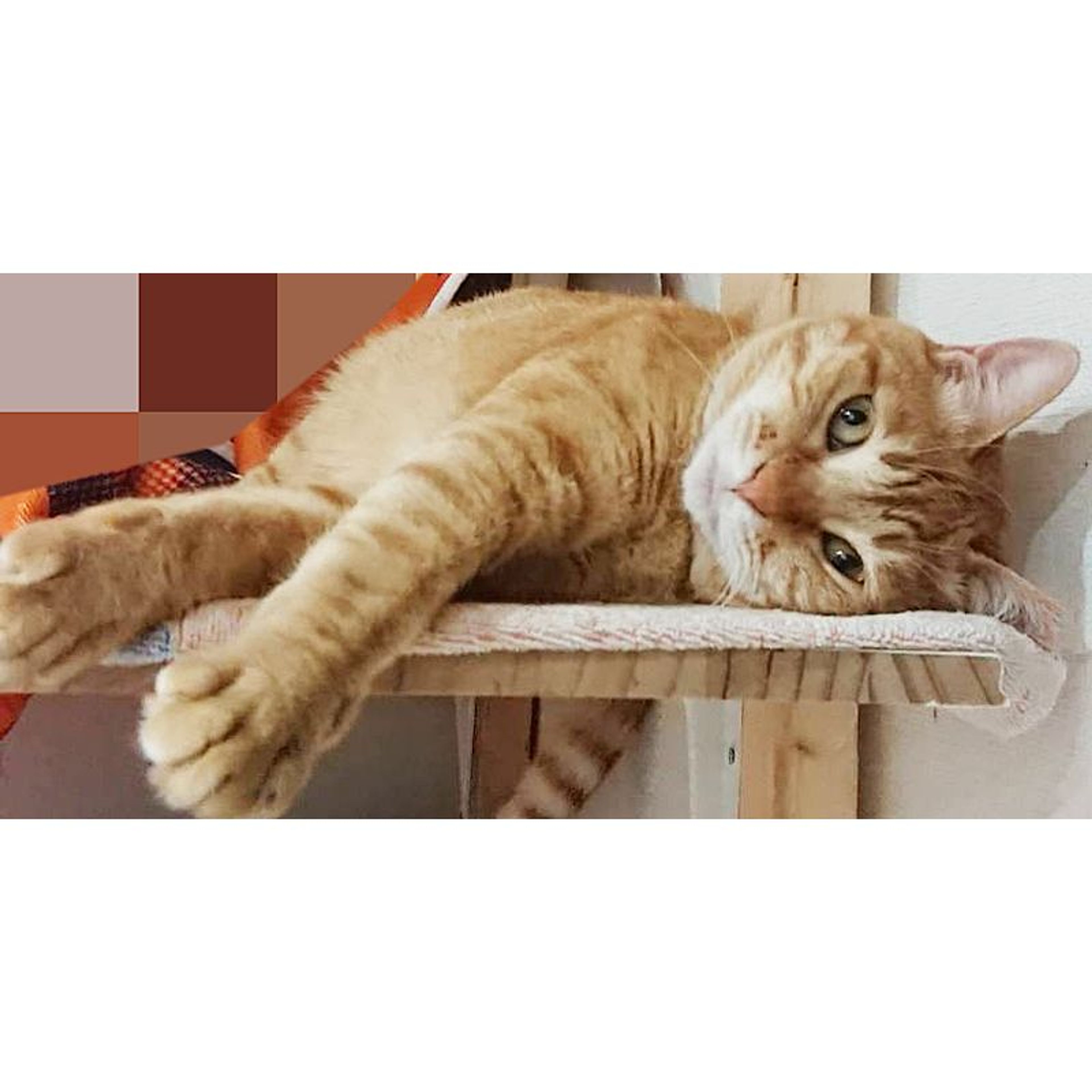 pet-image-5