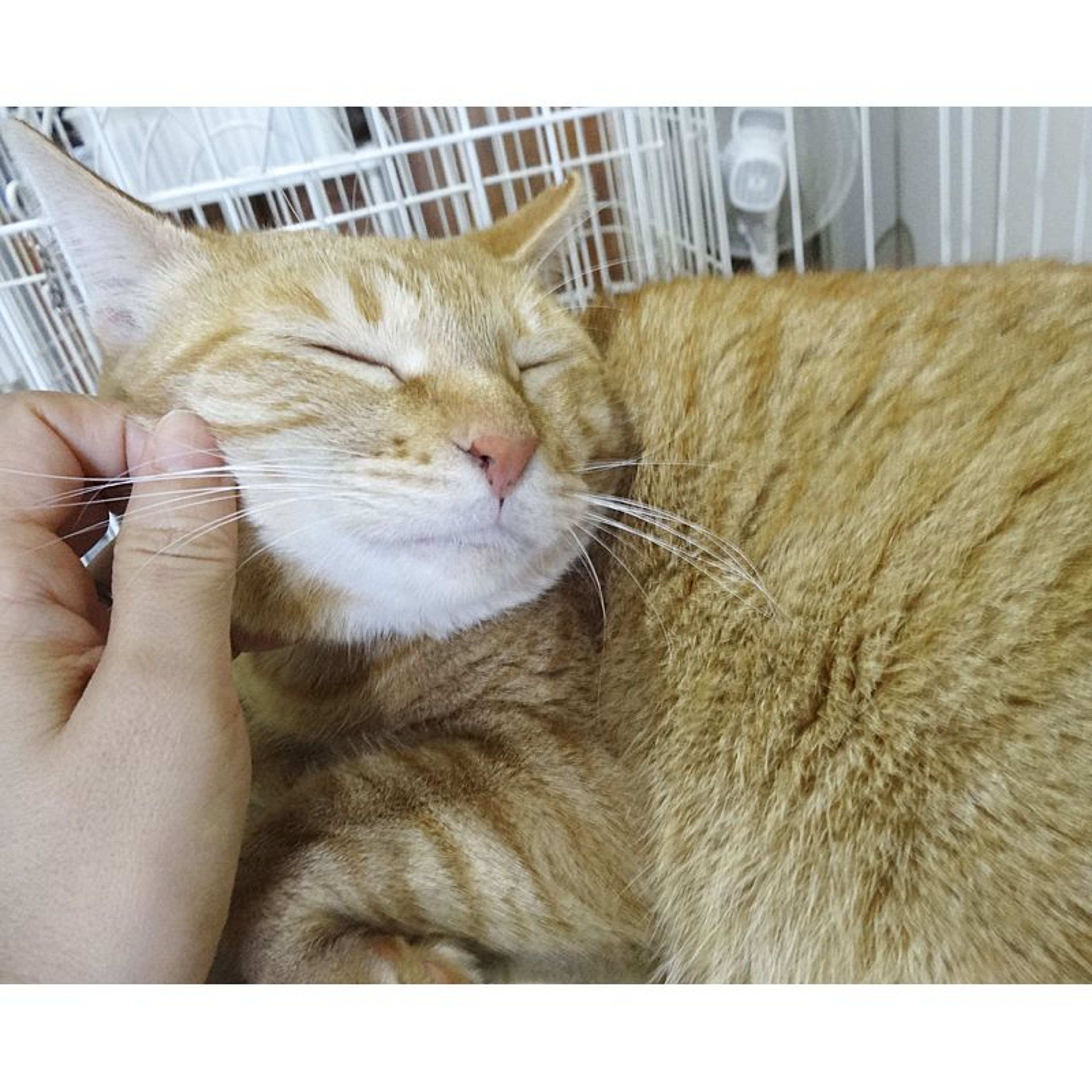 pet-image-7