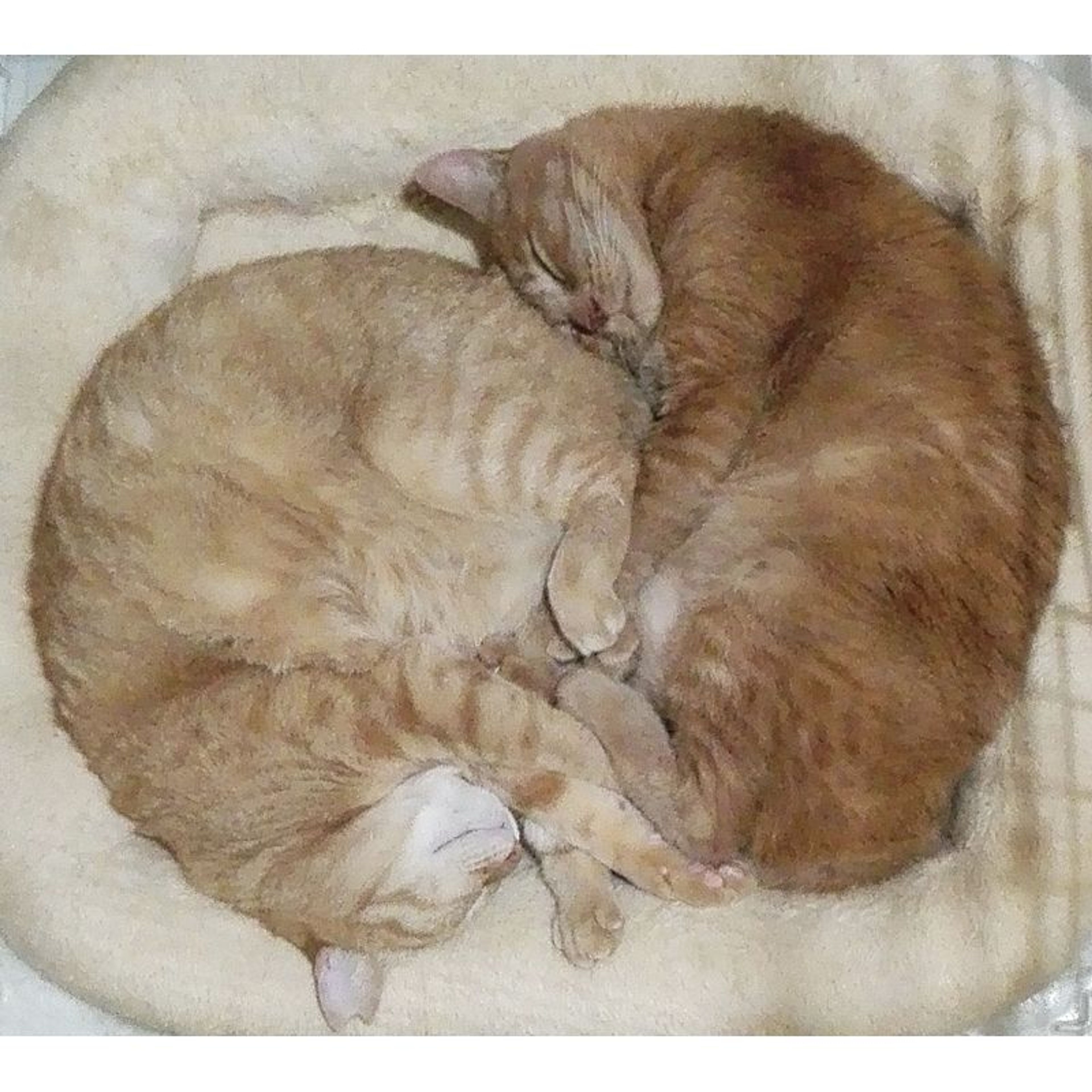 pet-image-9