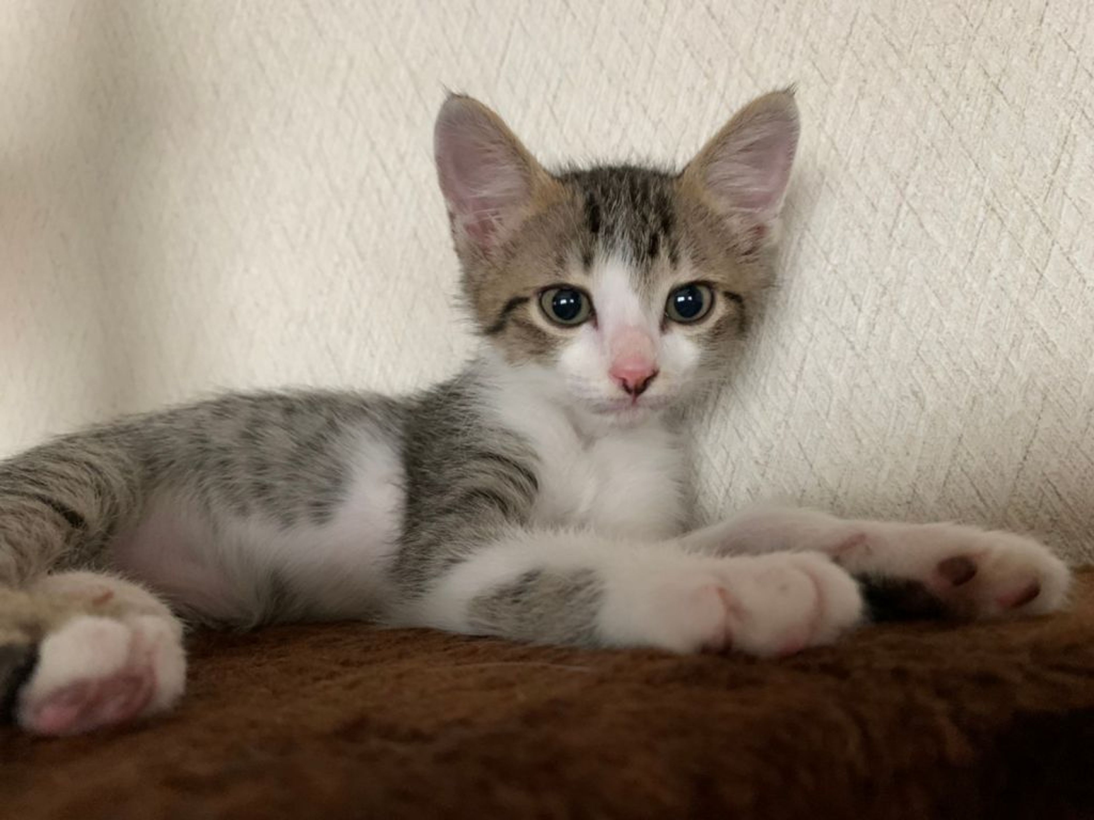 pet-image-3