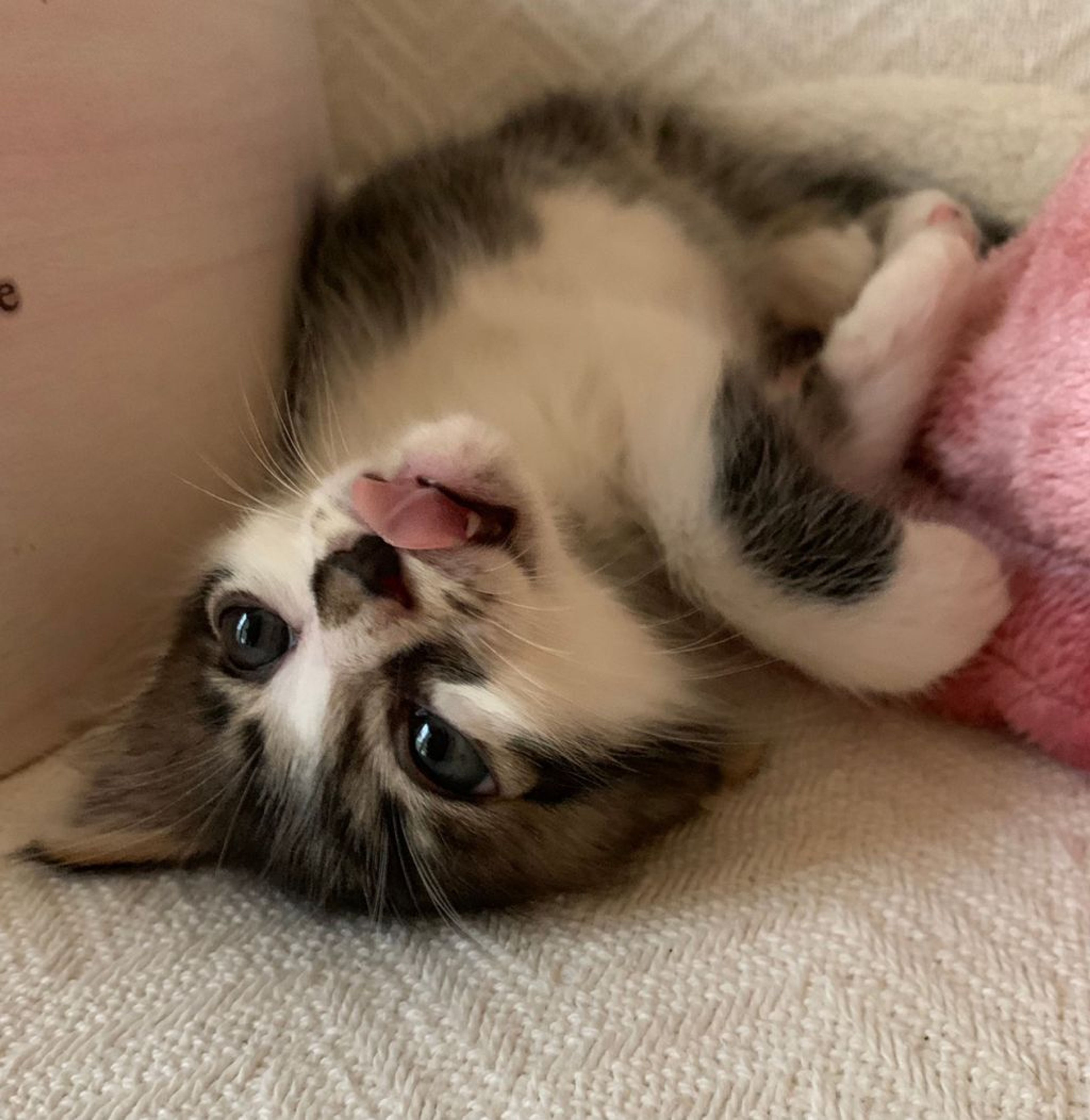 pet-image-2
