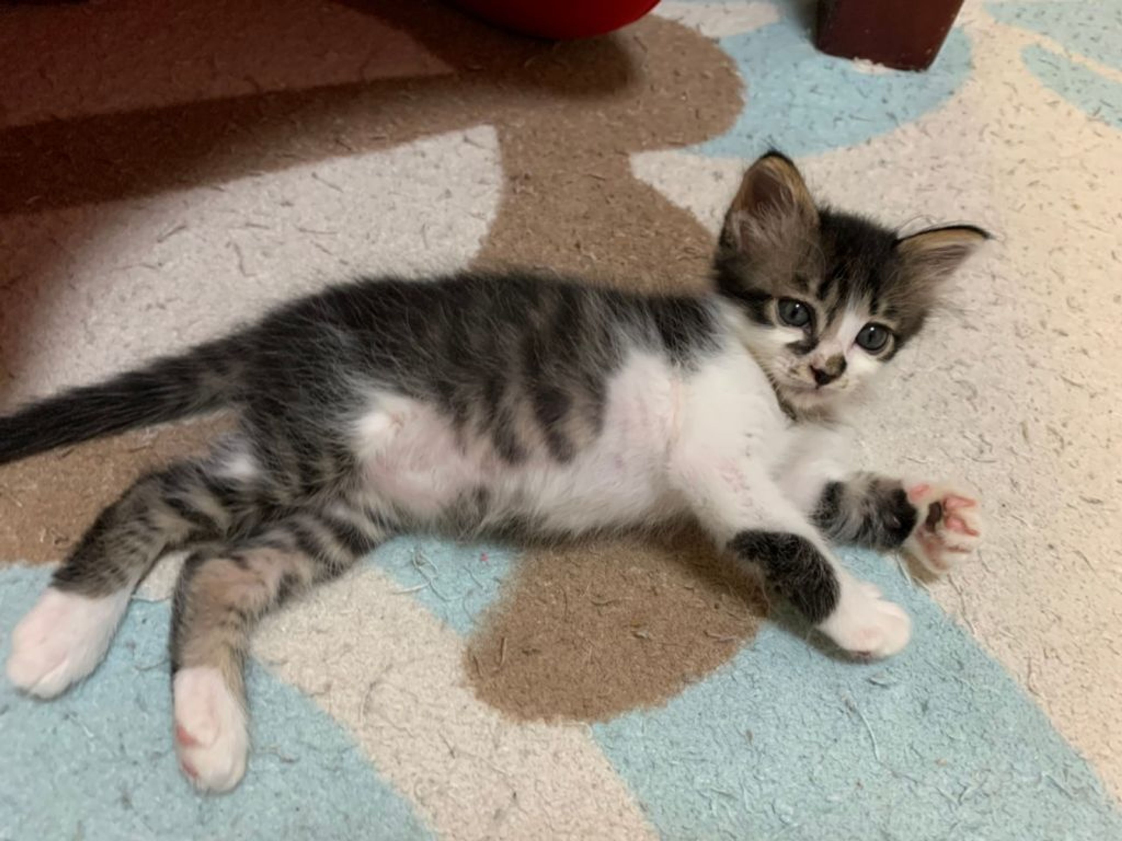 pet-image-3