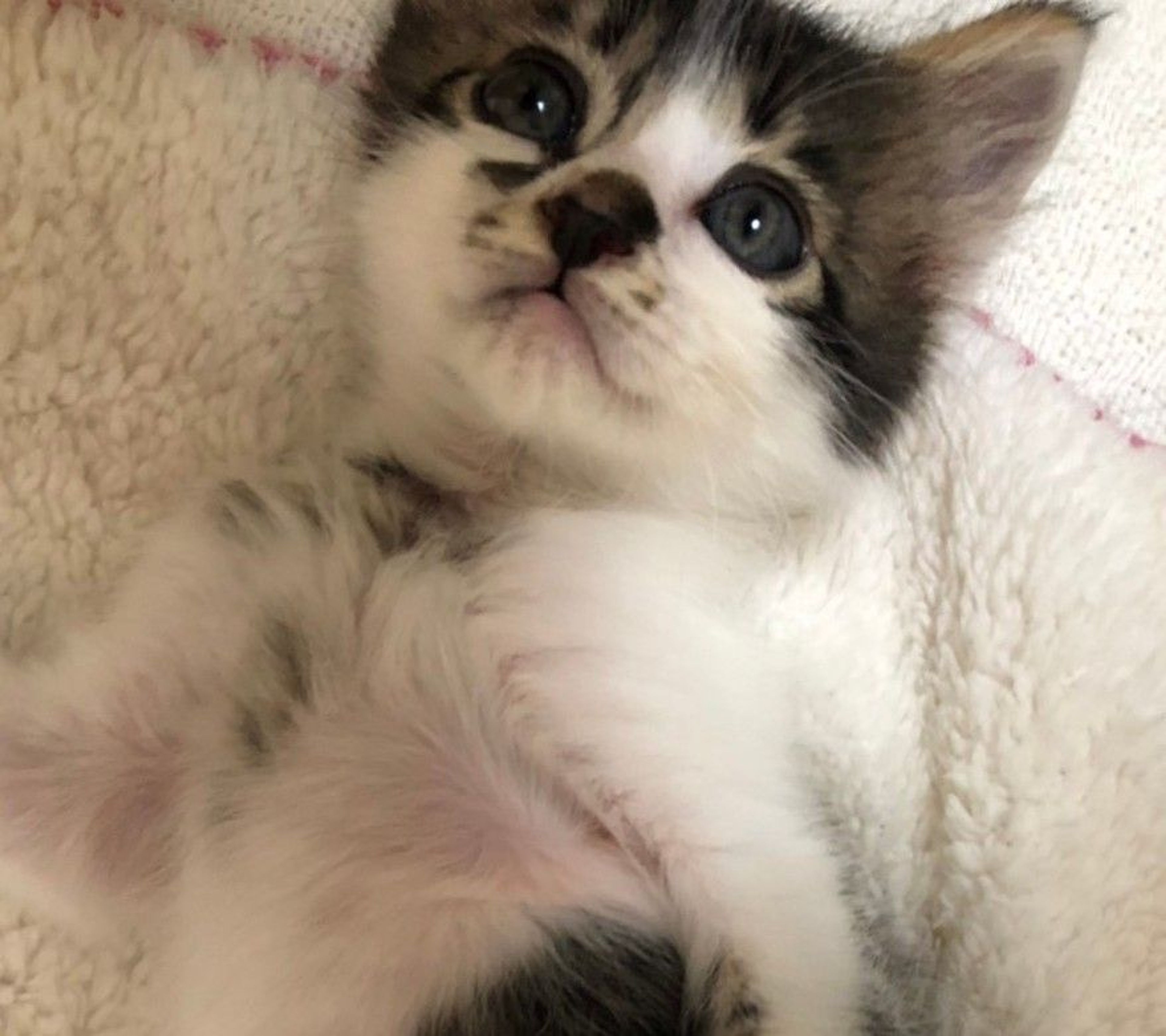 pet-image-4
