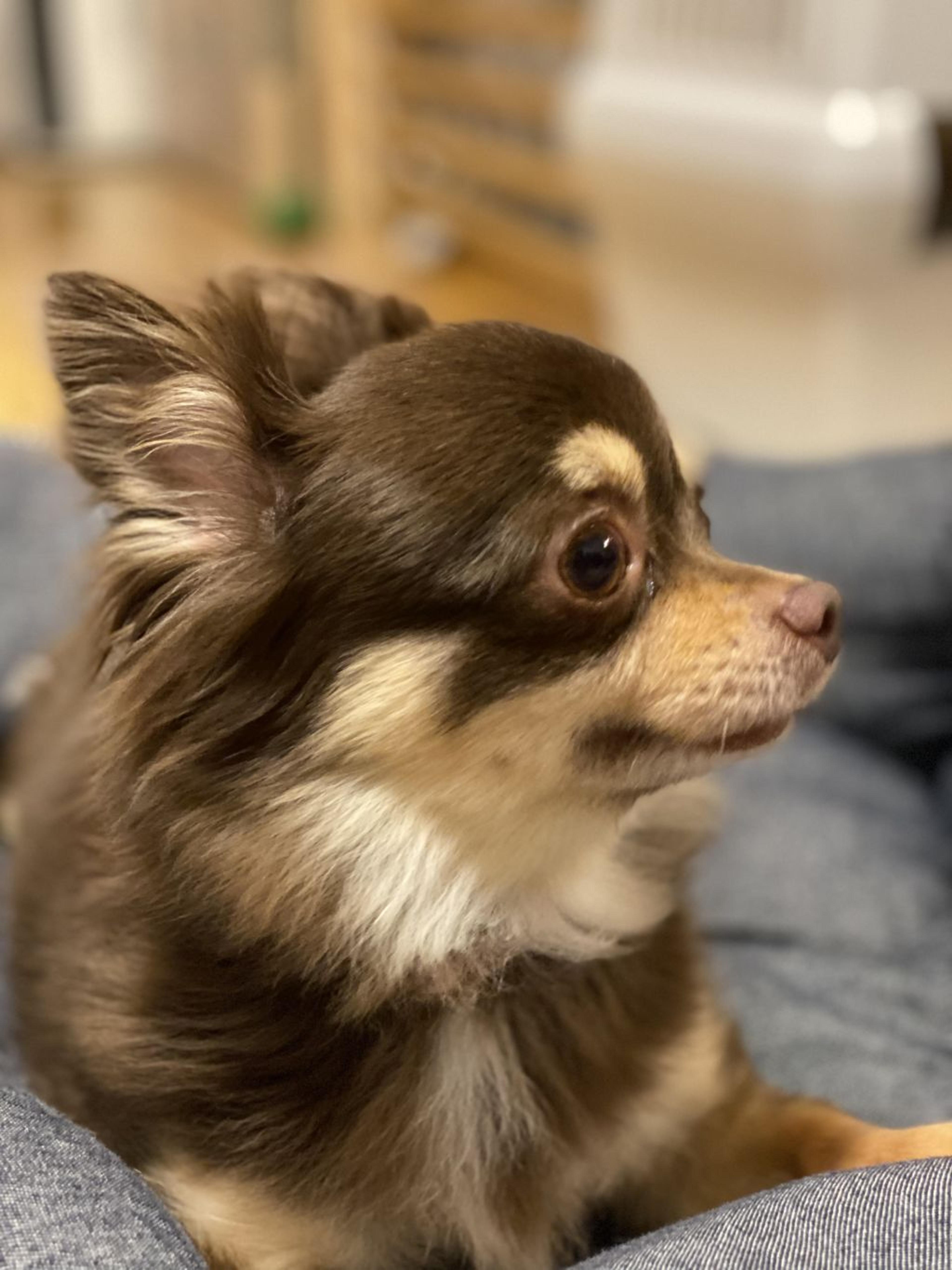 pet-image-4