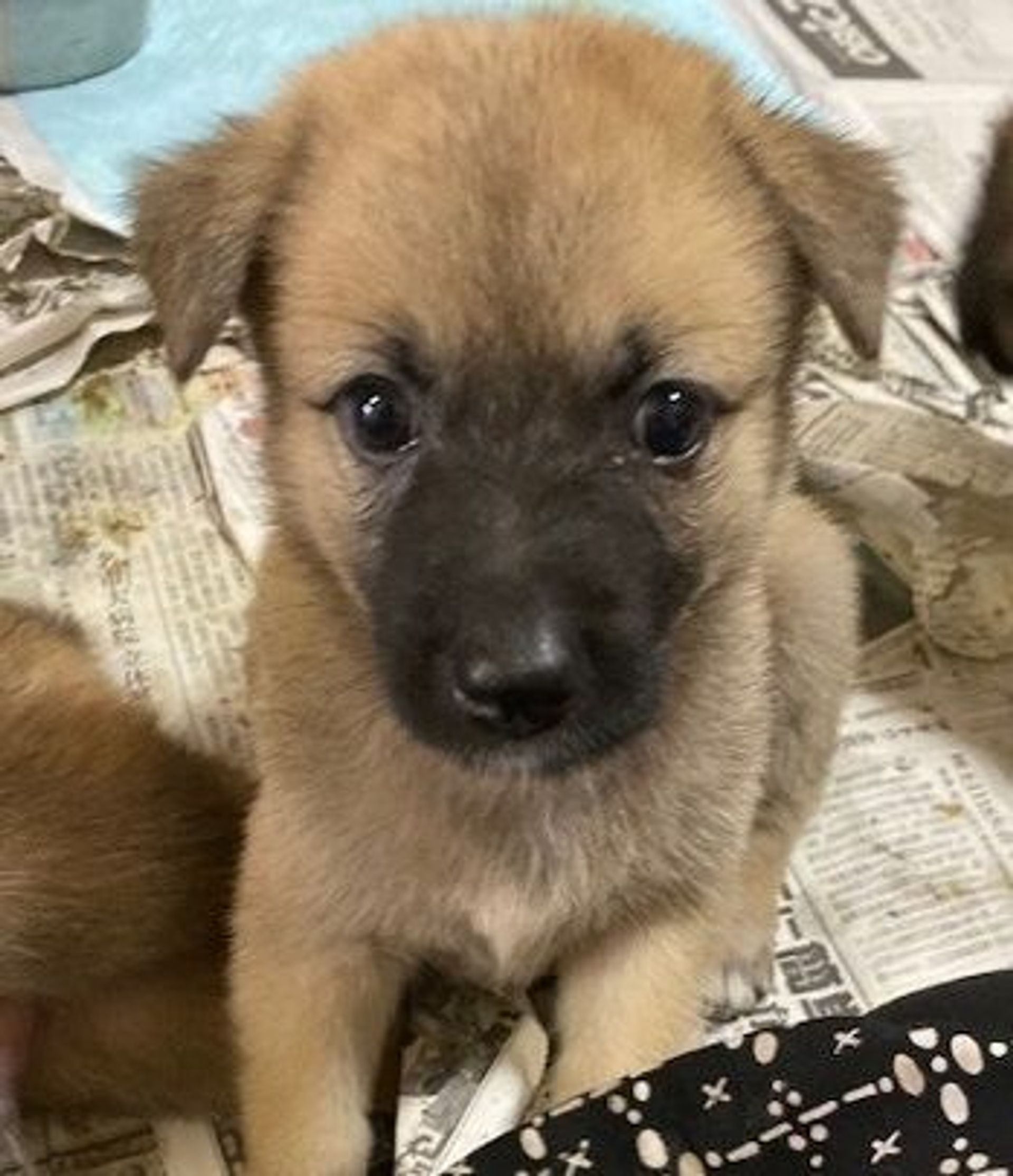 雑種（ミックス犬）・メスの里親募集の写真