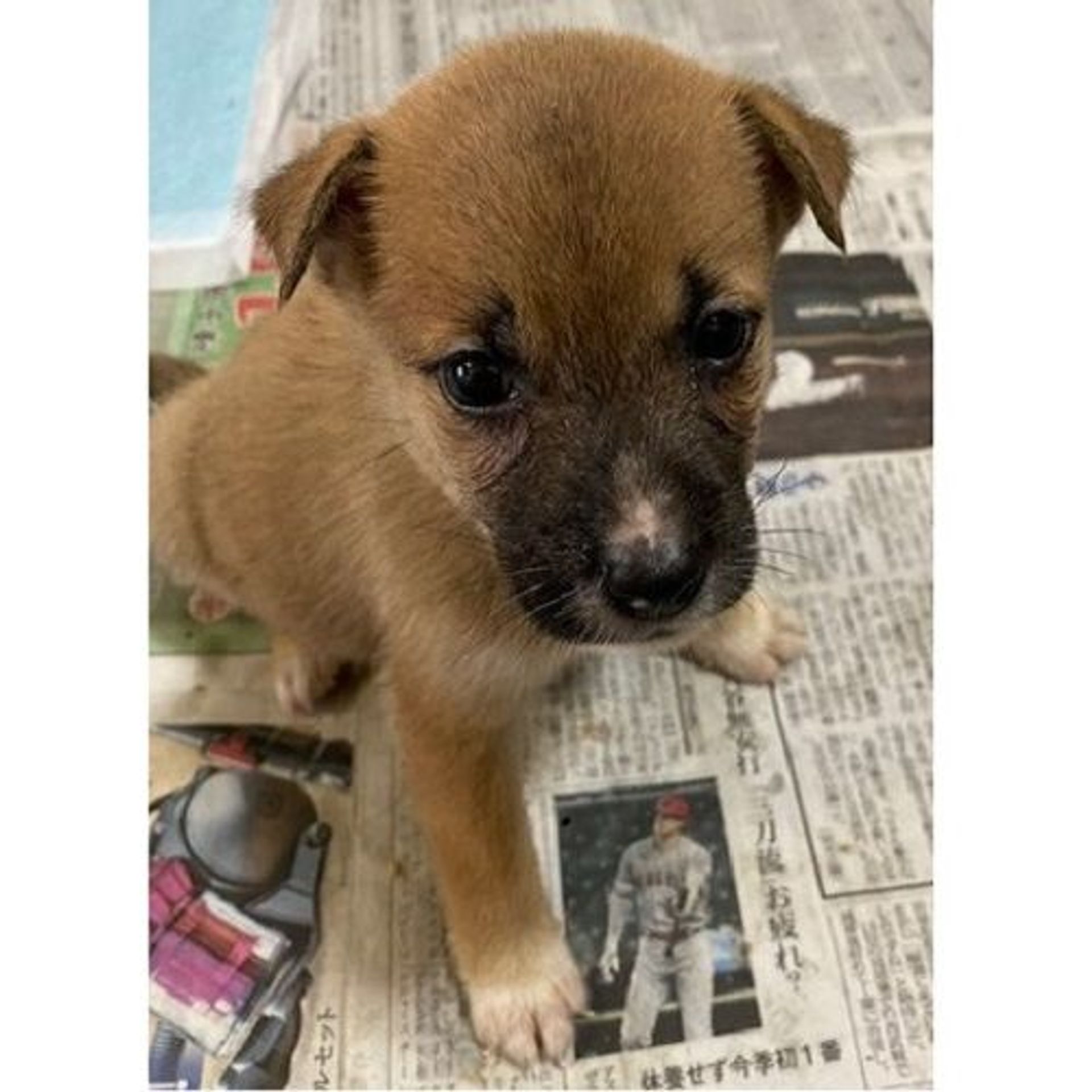 雑種（ミックス犬）・メスの里親募集の写真