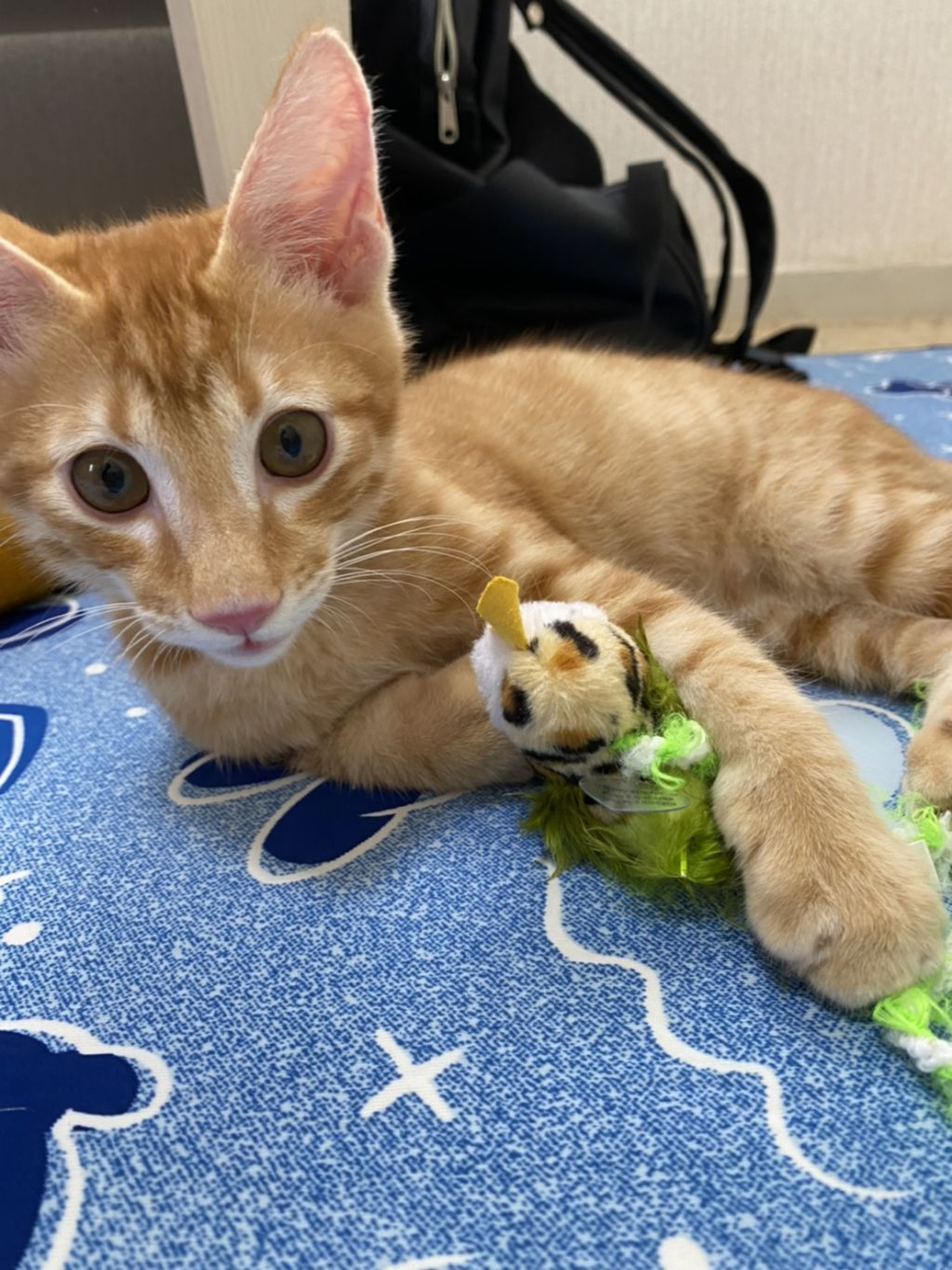 雑種（ミックス猫）・オスの里親募集の写真