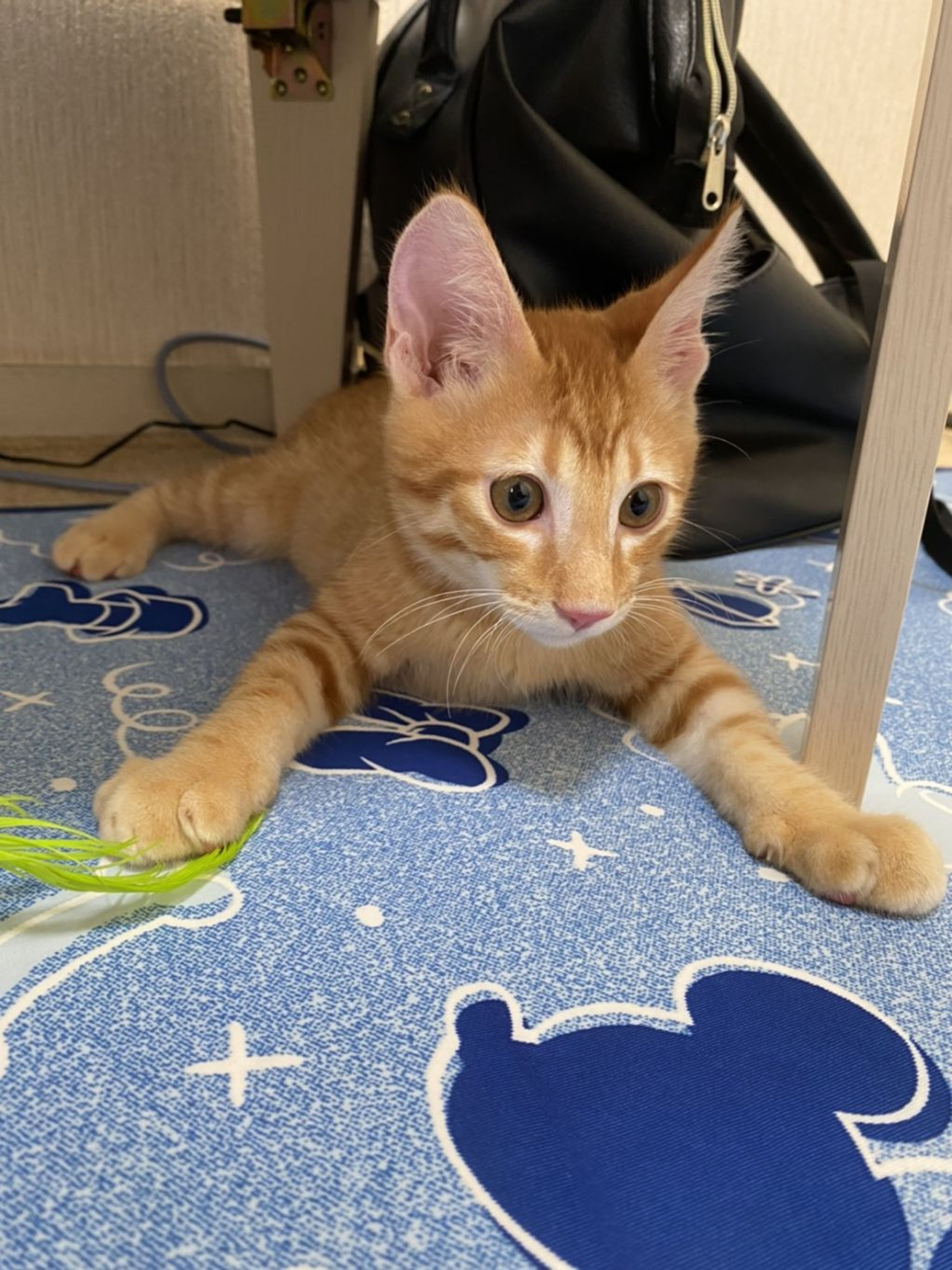 pet-image-3