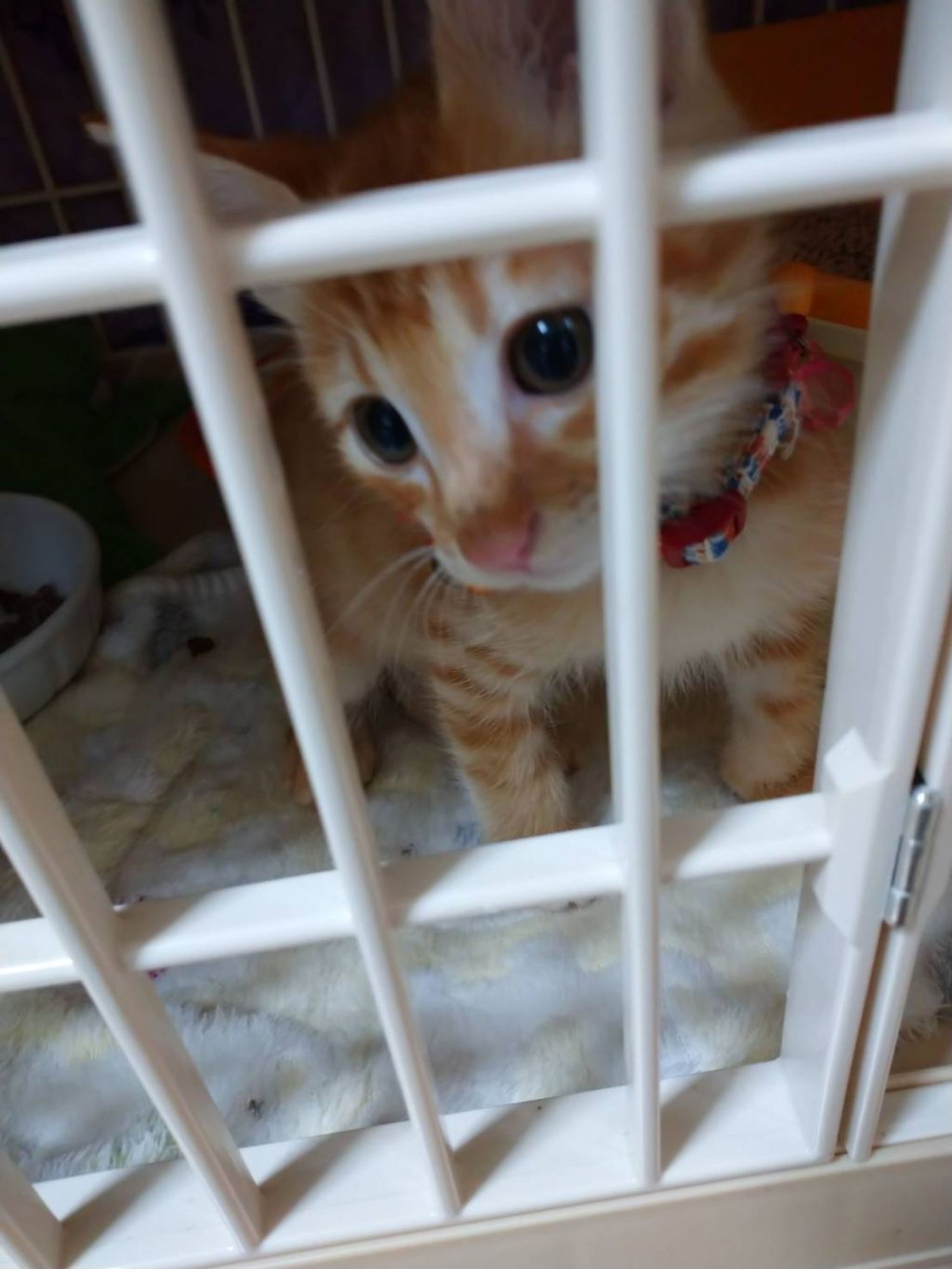 pet-image-4