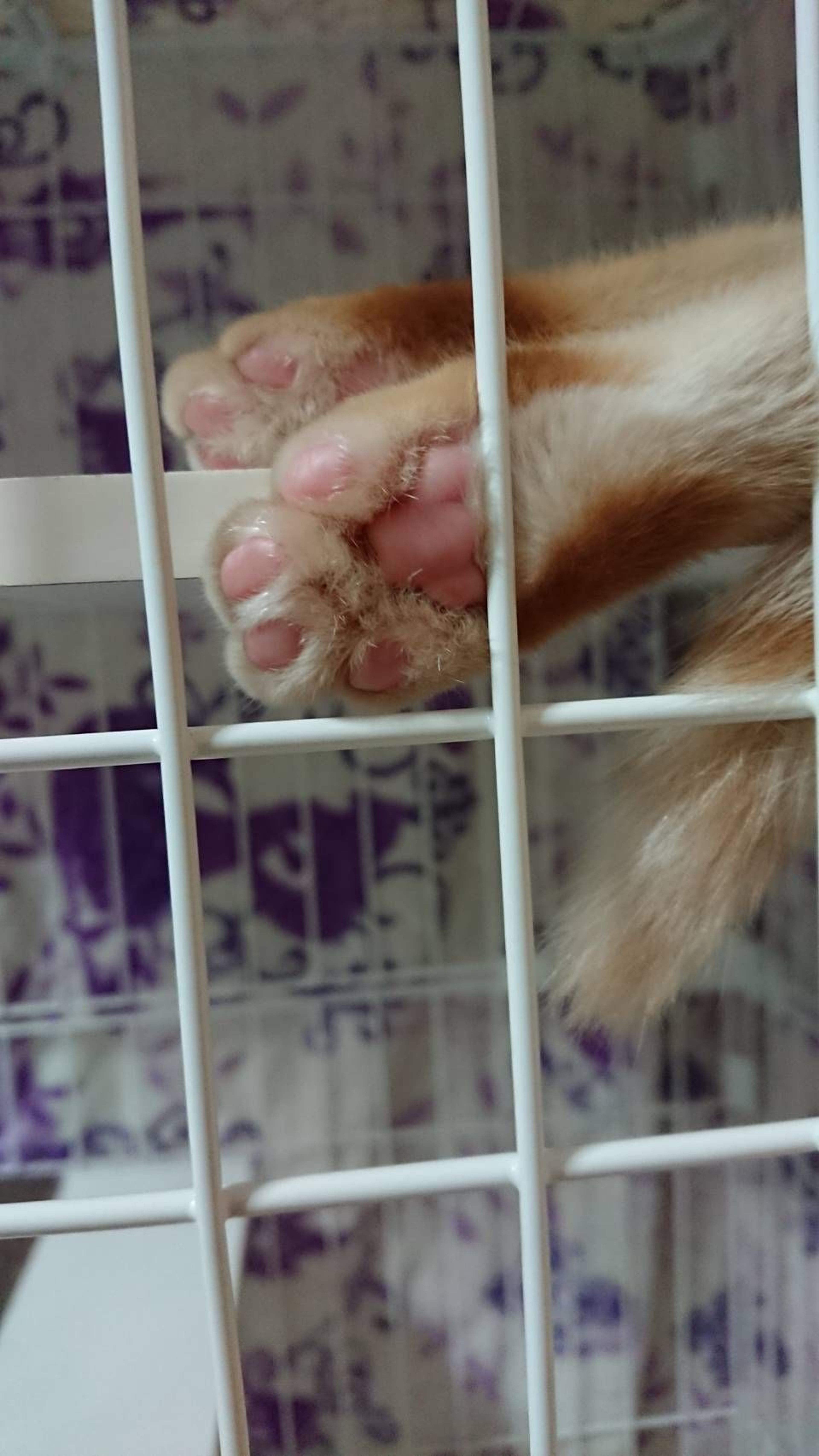 pet-image-5