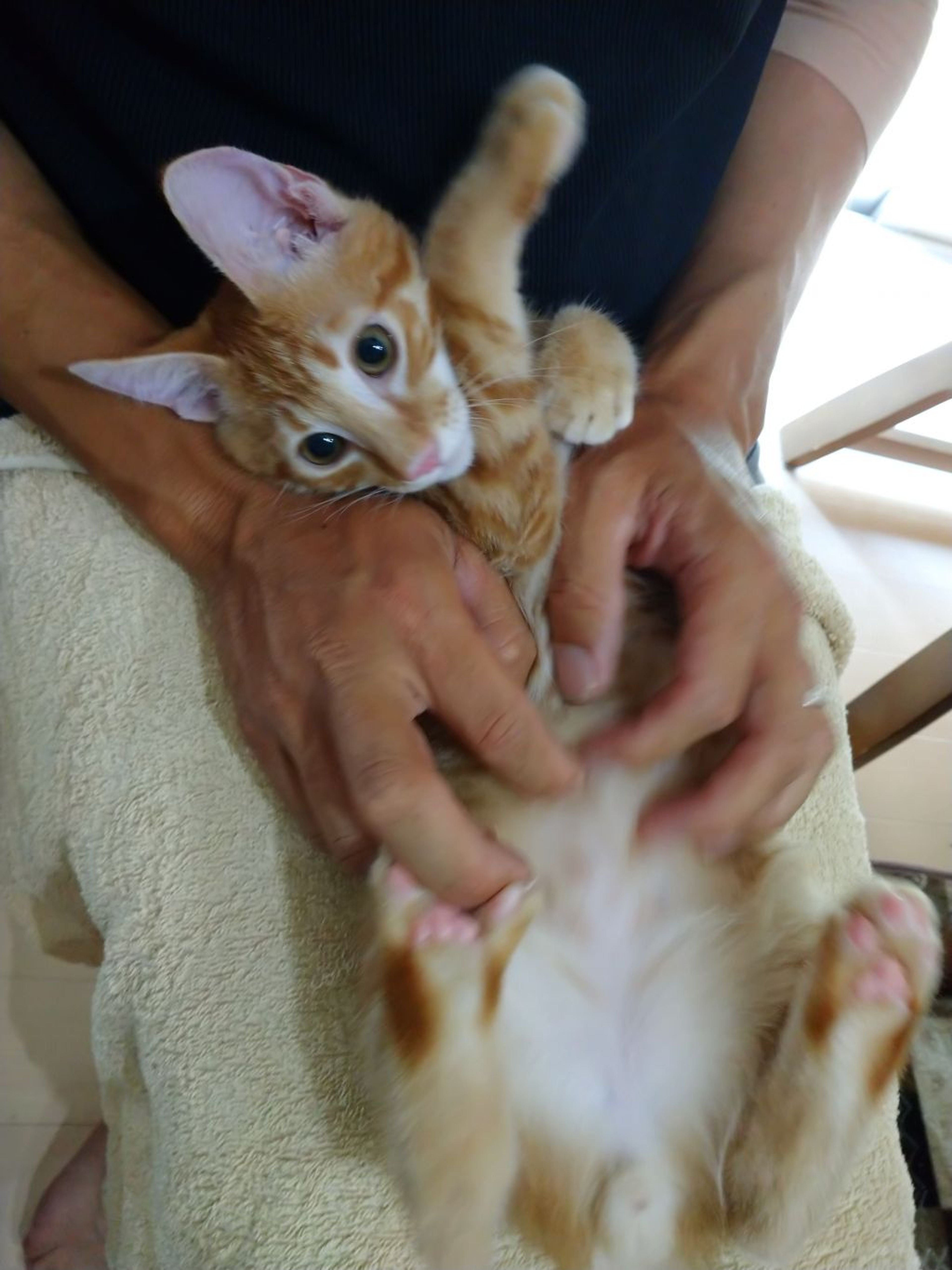 pet-image-6