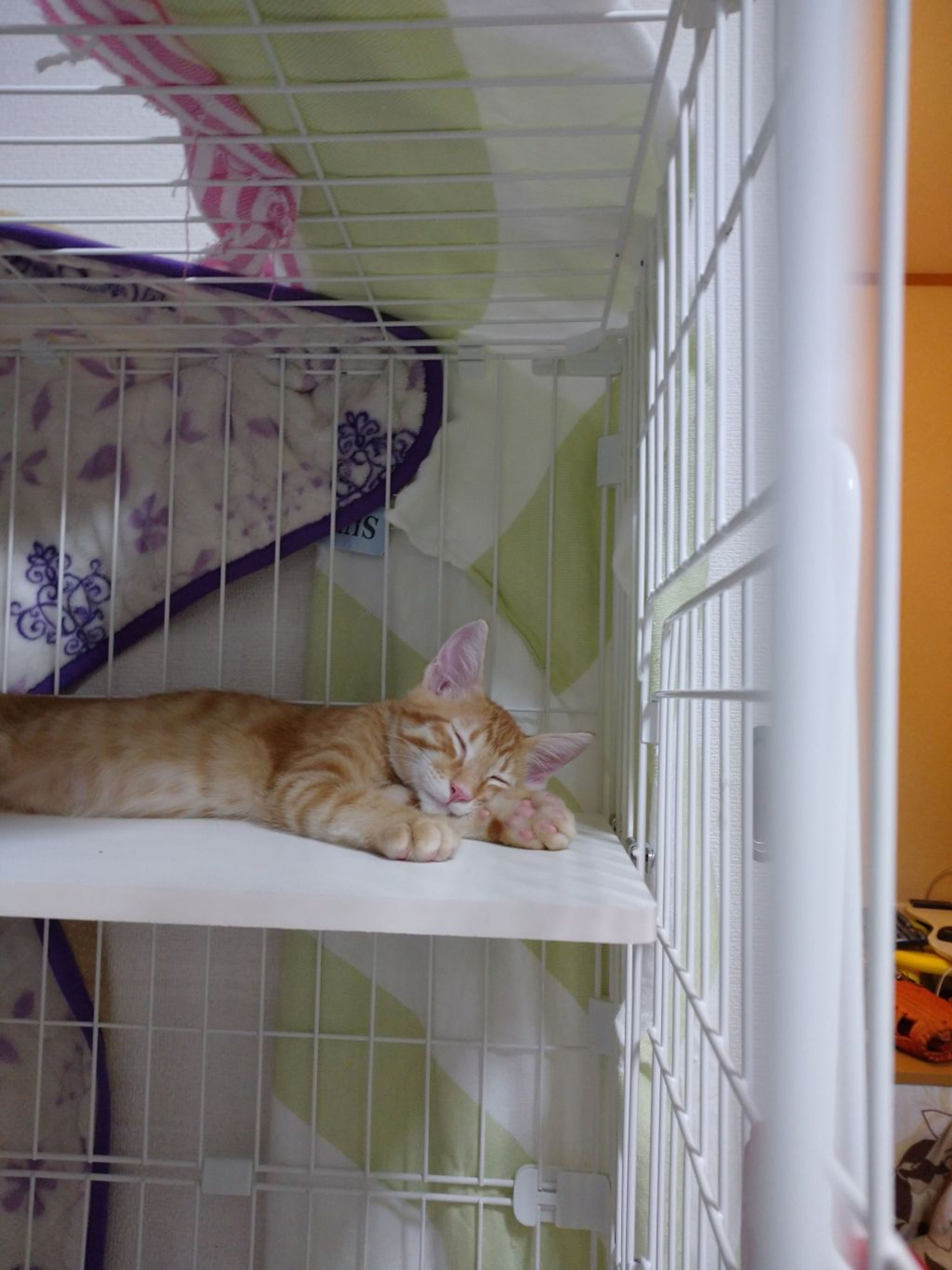 pet-image-7