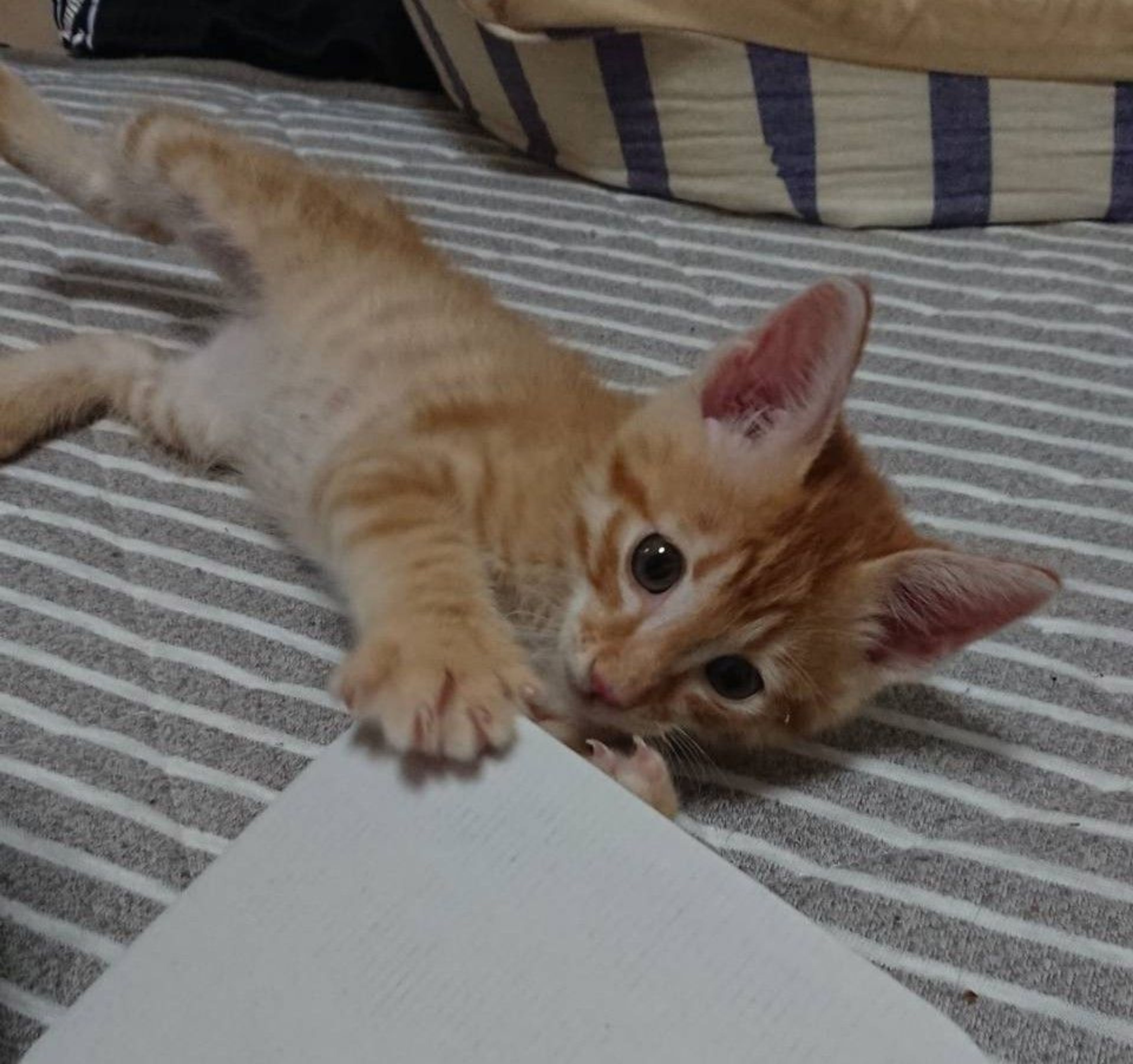 pet-image-9