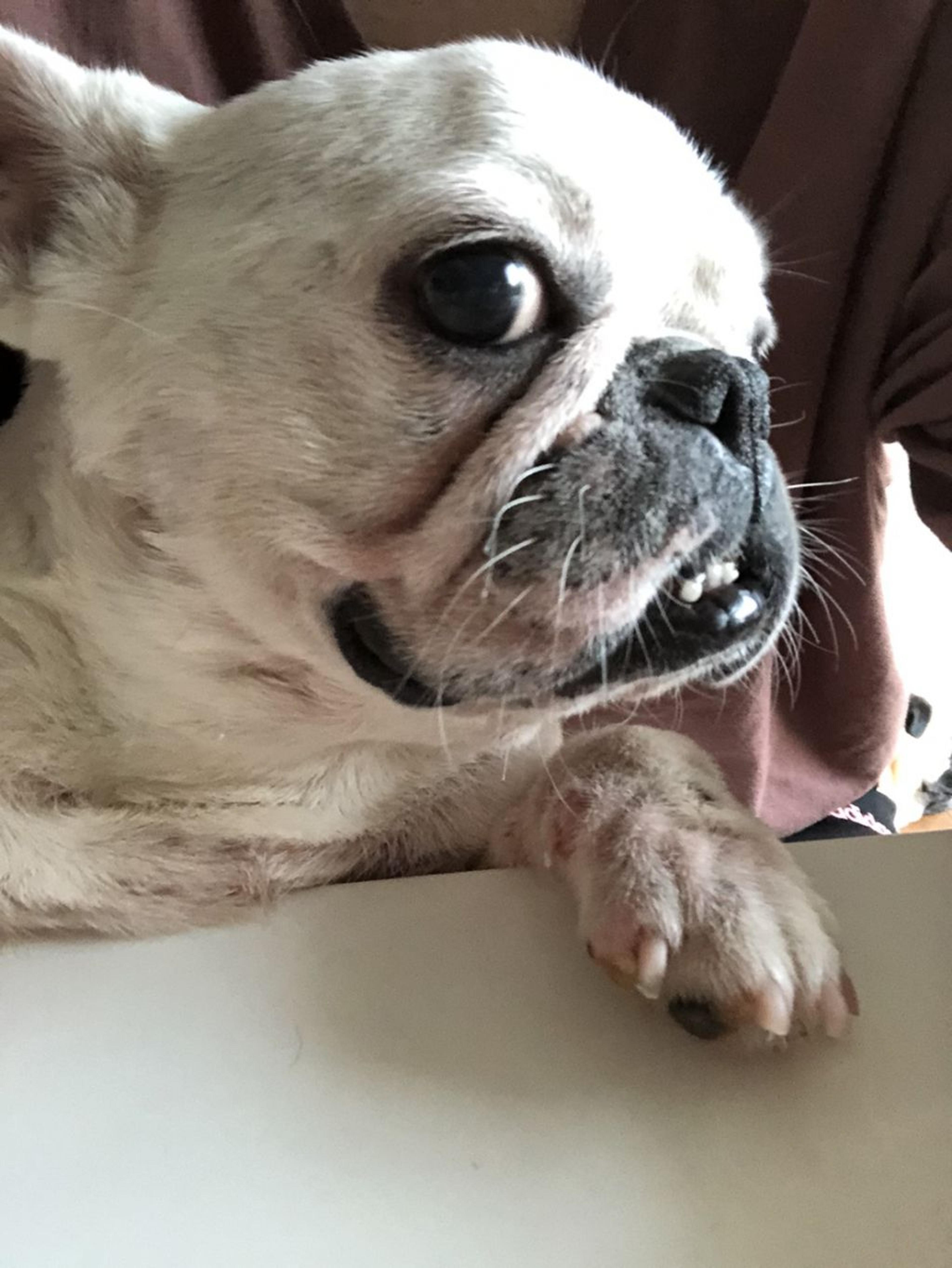 pet-image-3