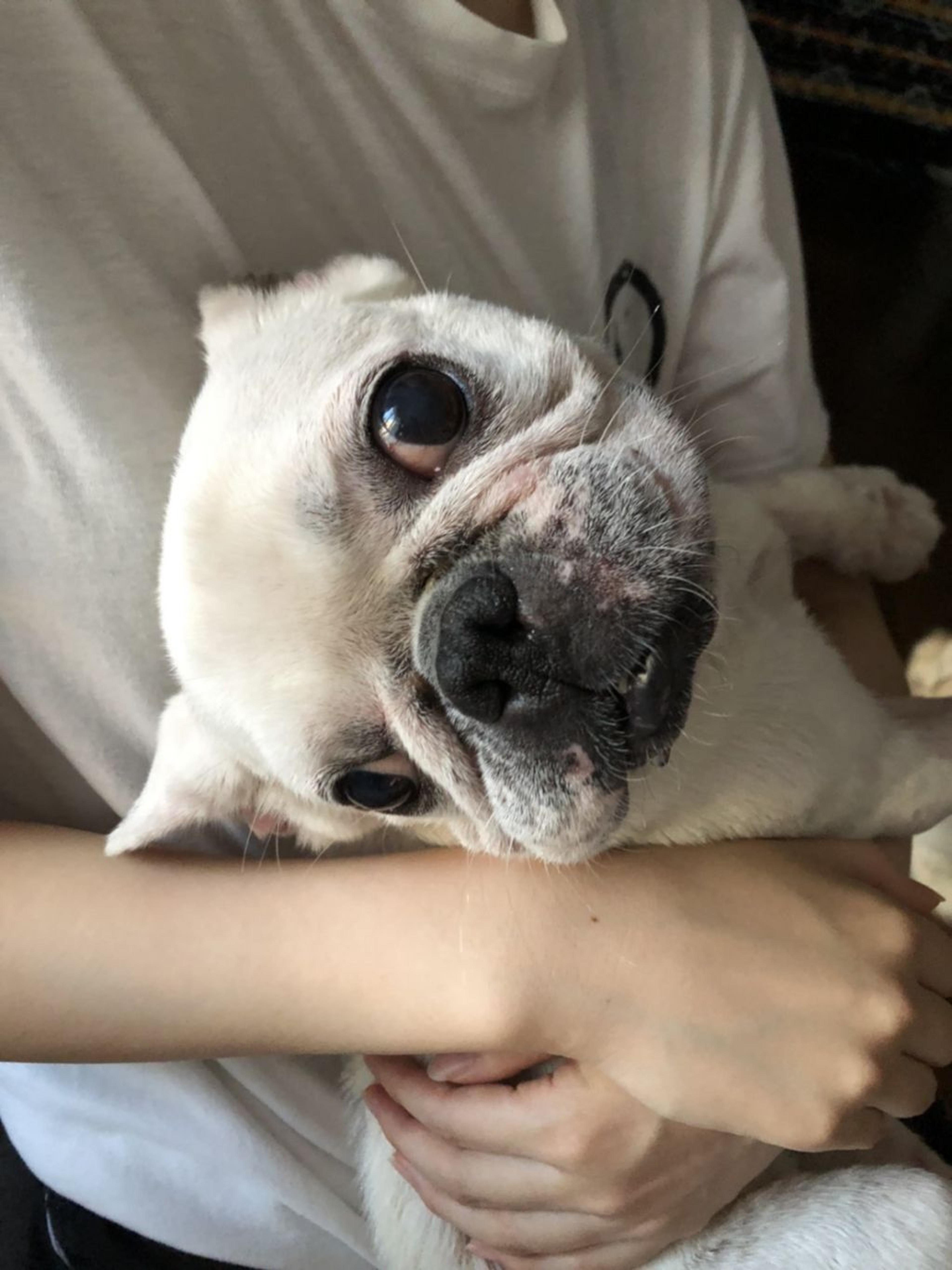 pet-image-4