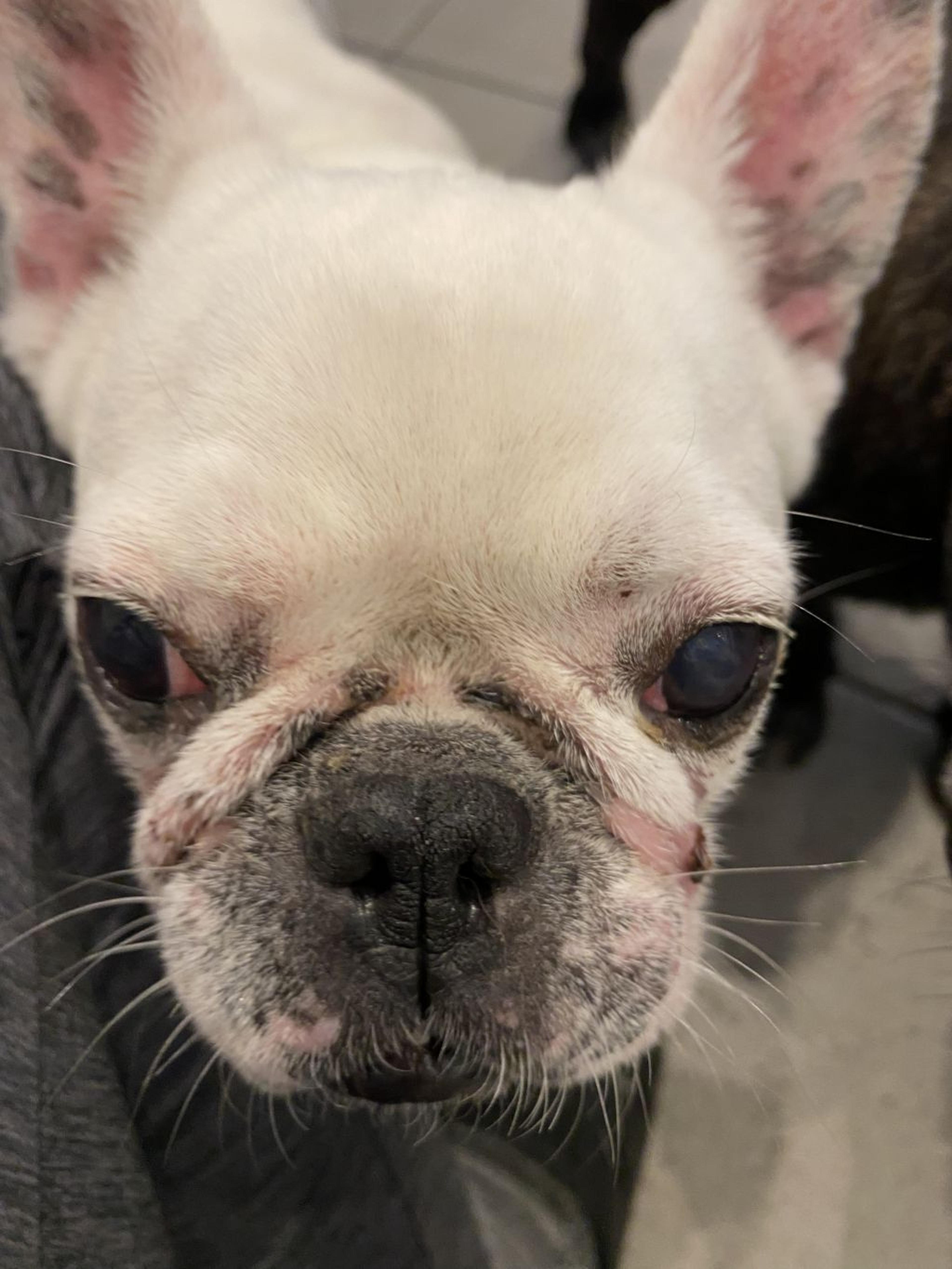 pet-image-5