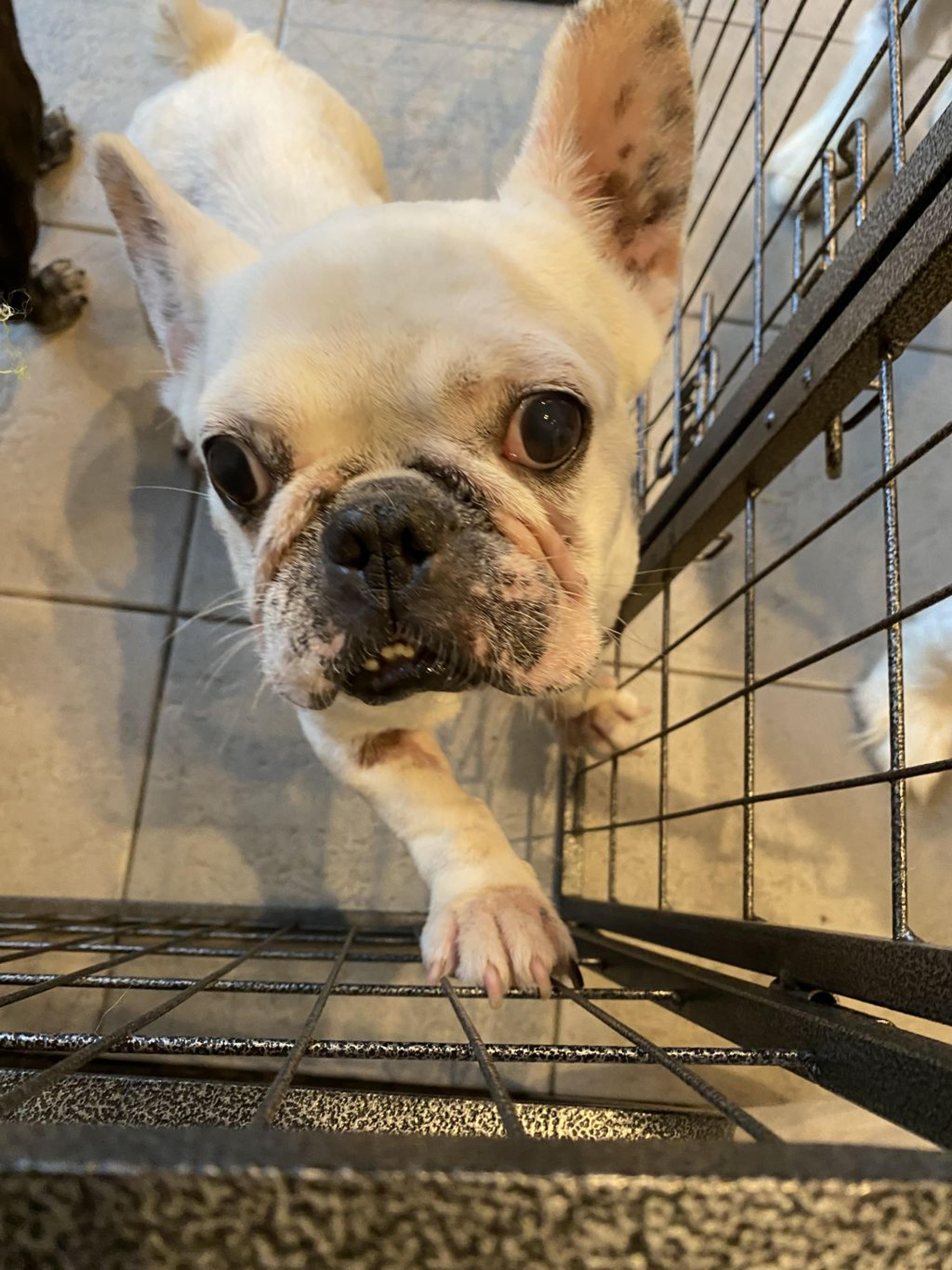 pet-image-6