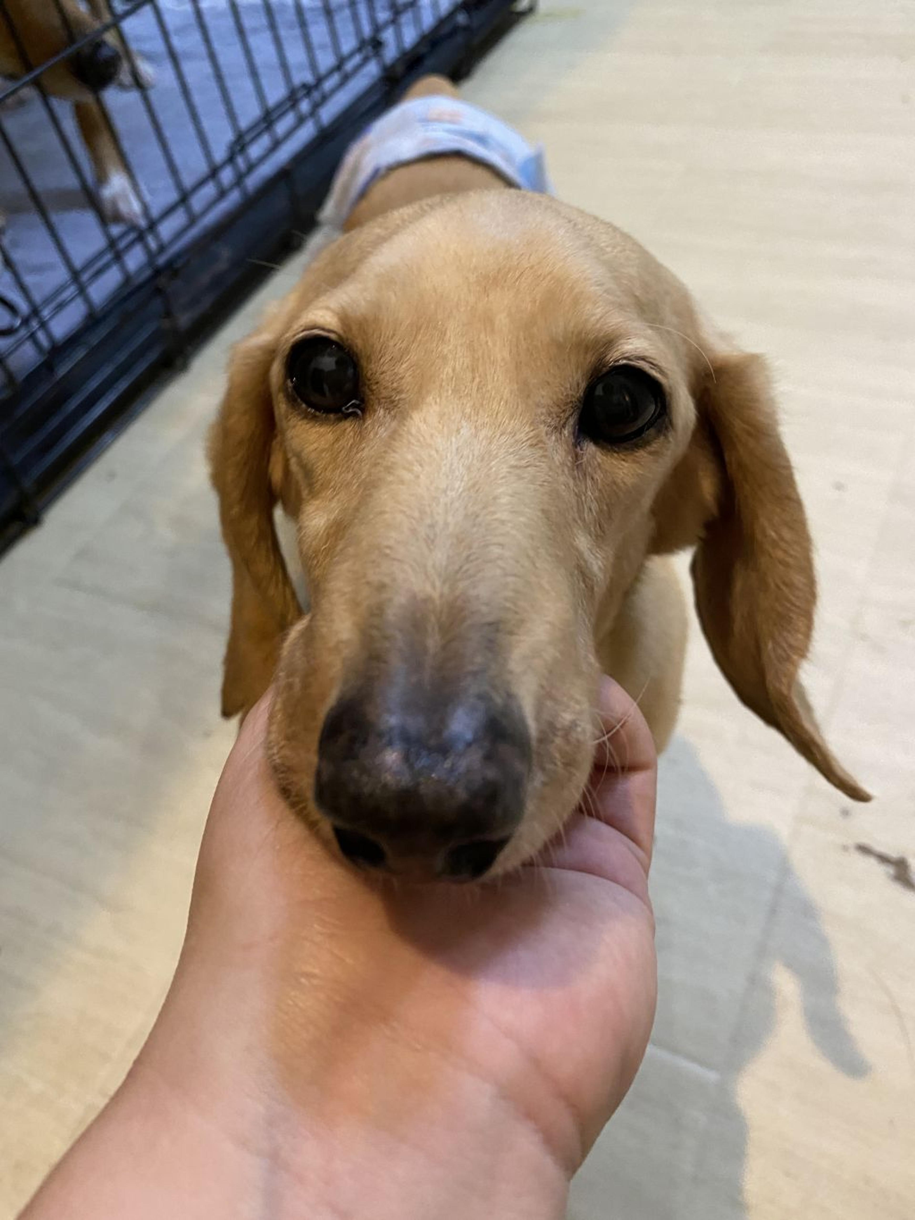 pet-image-2