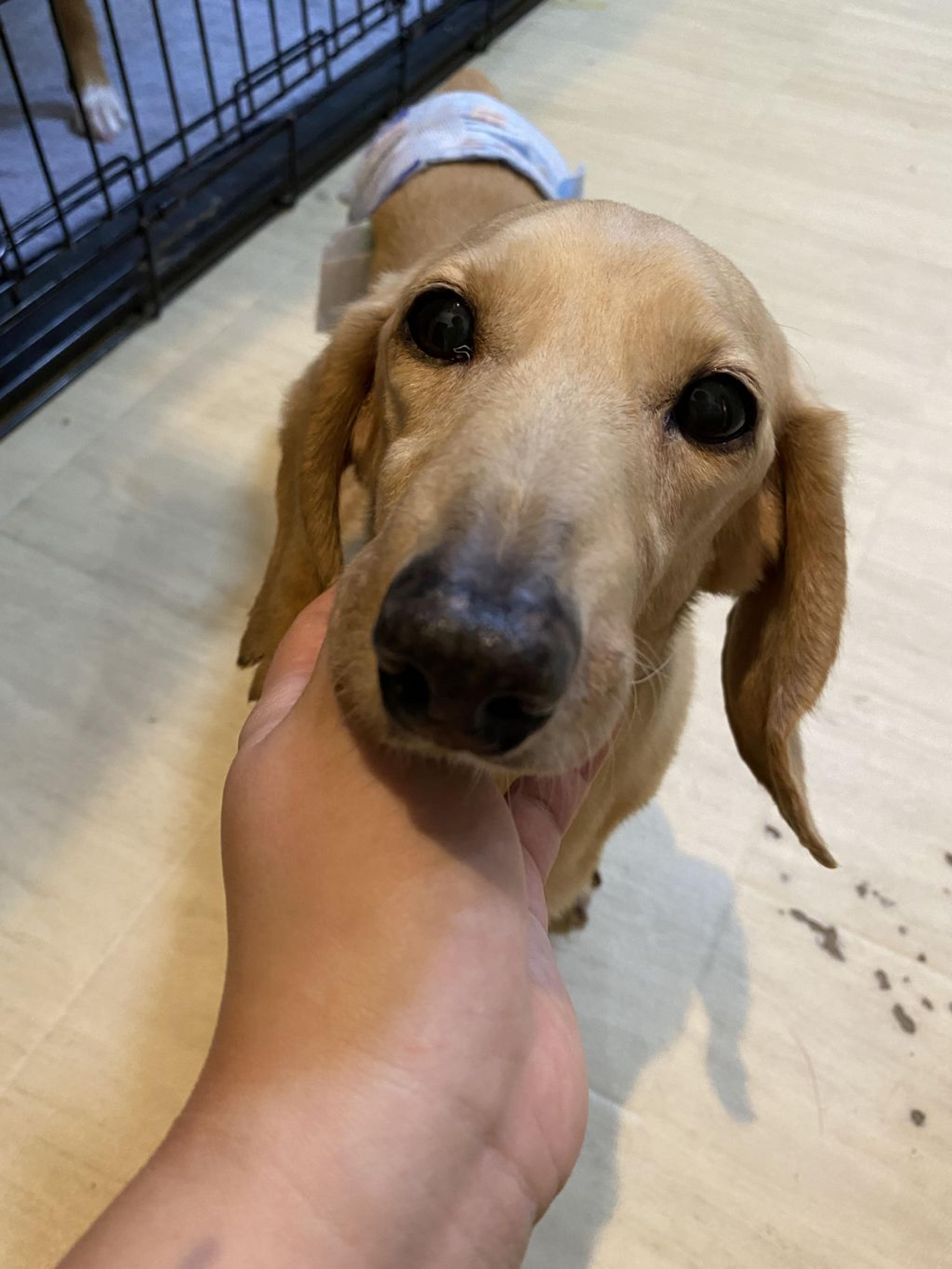 pet-image-3