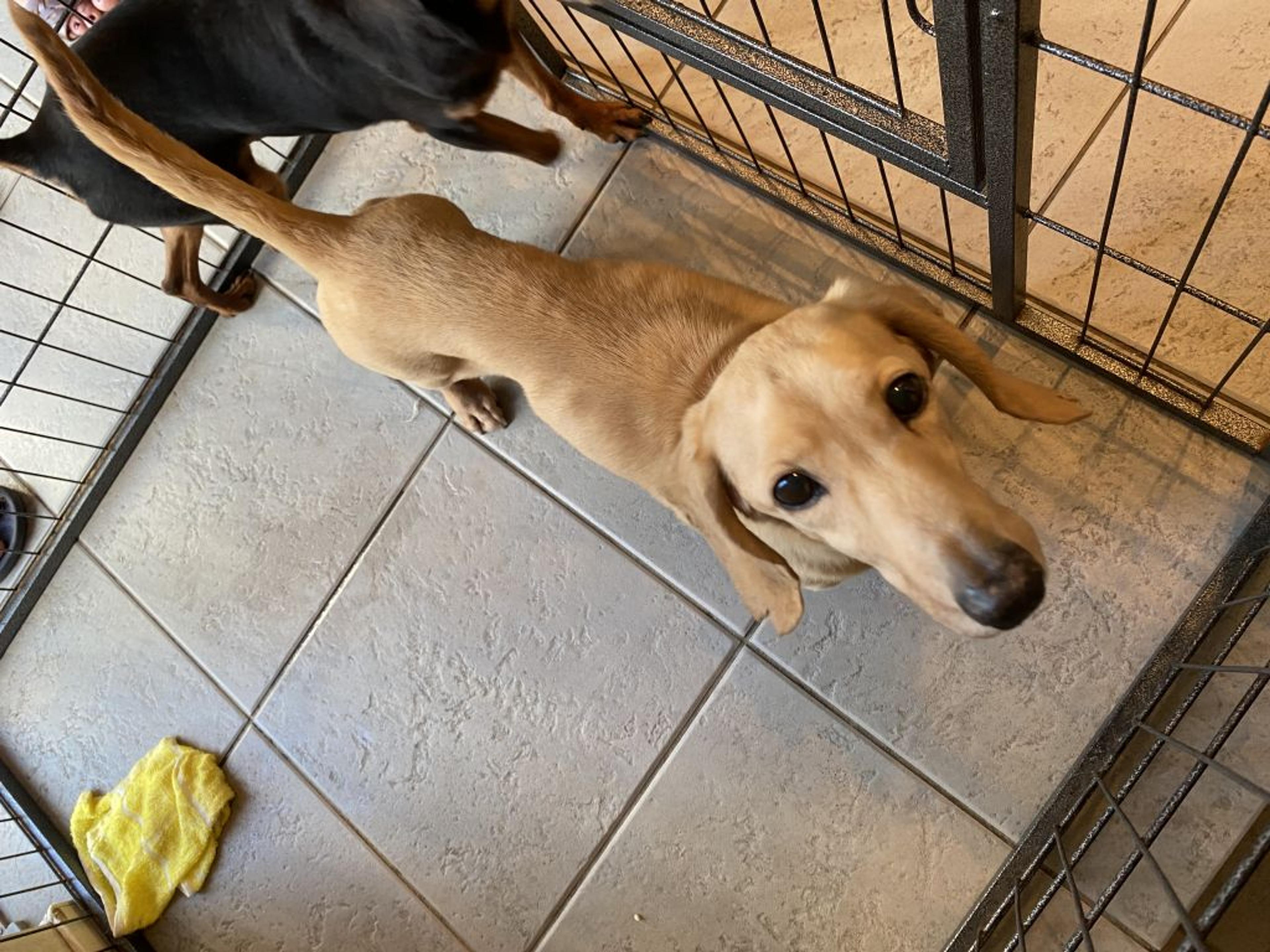 pet-image-4