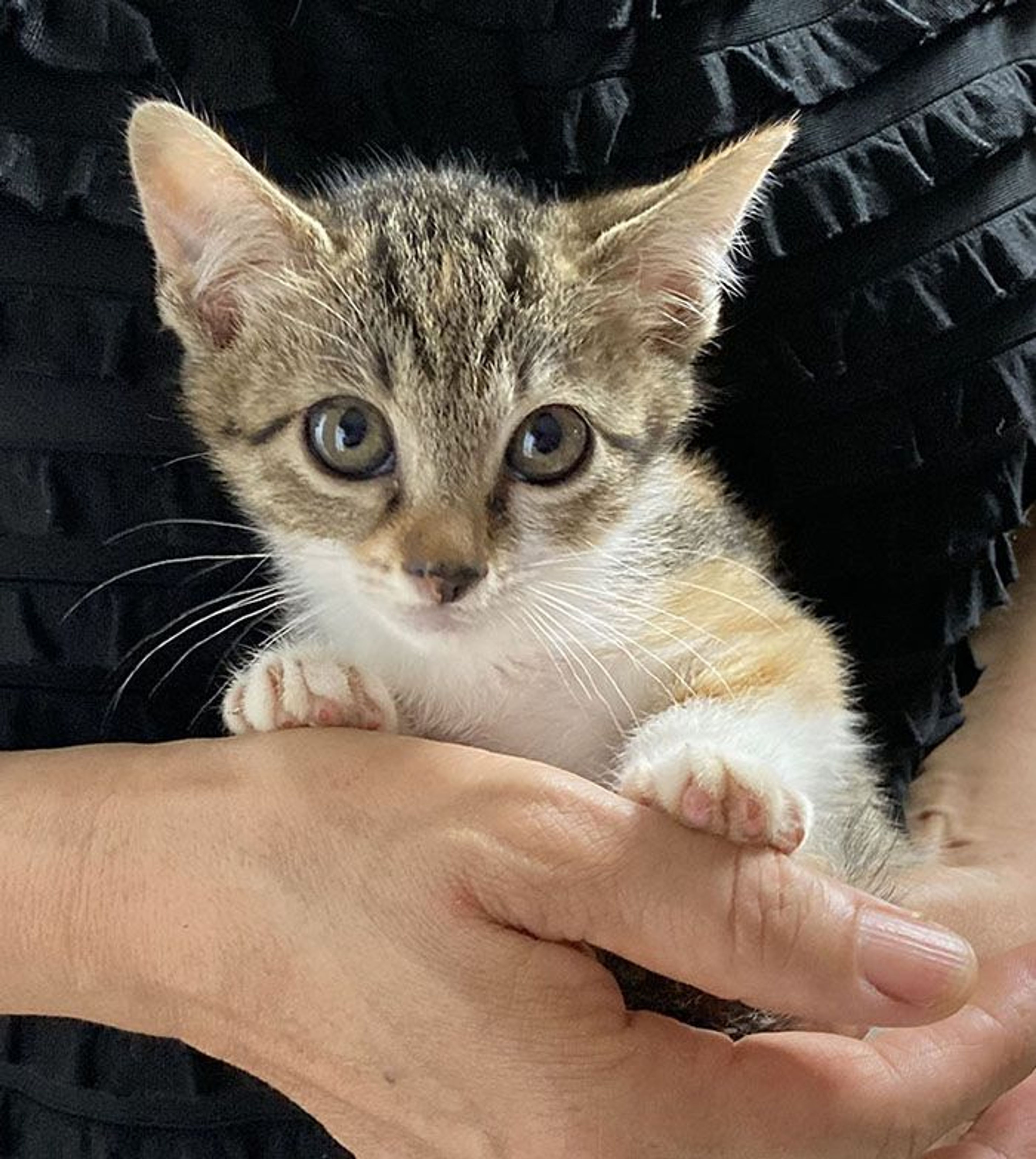 雑種（ミックス猫）・メスの里親募集の写真