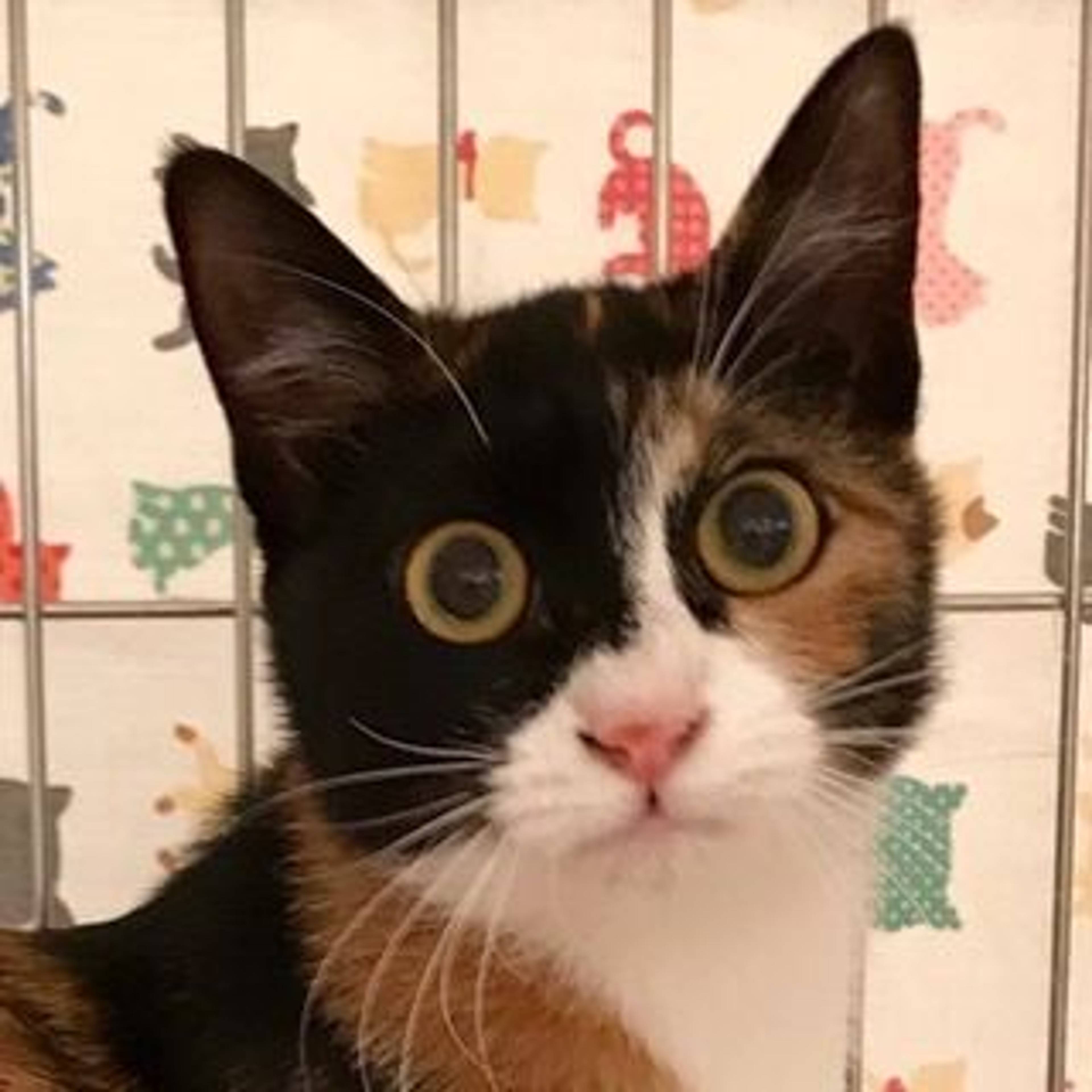 雑種（ミックス猫）・メスの里親募集の写真