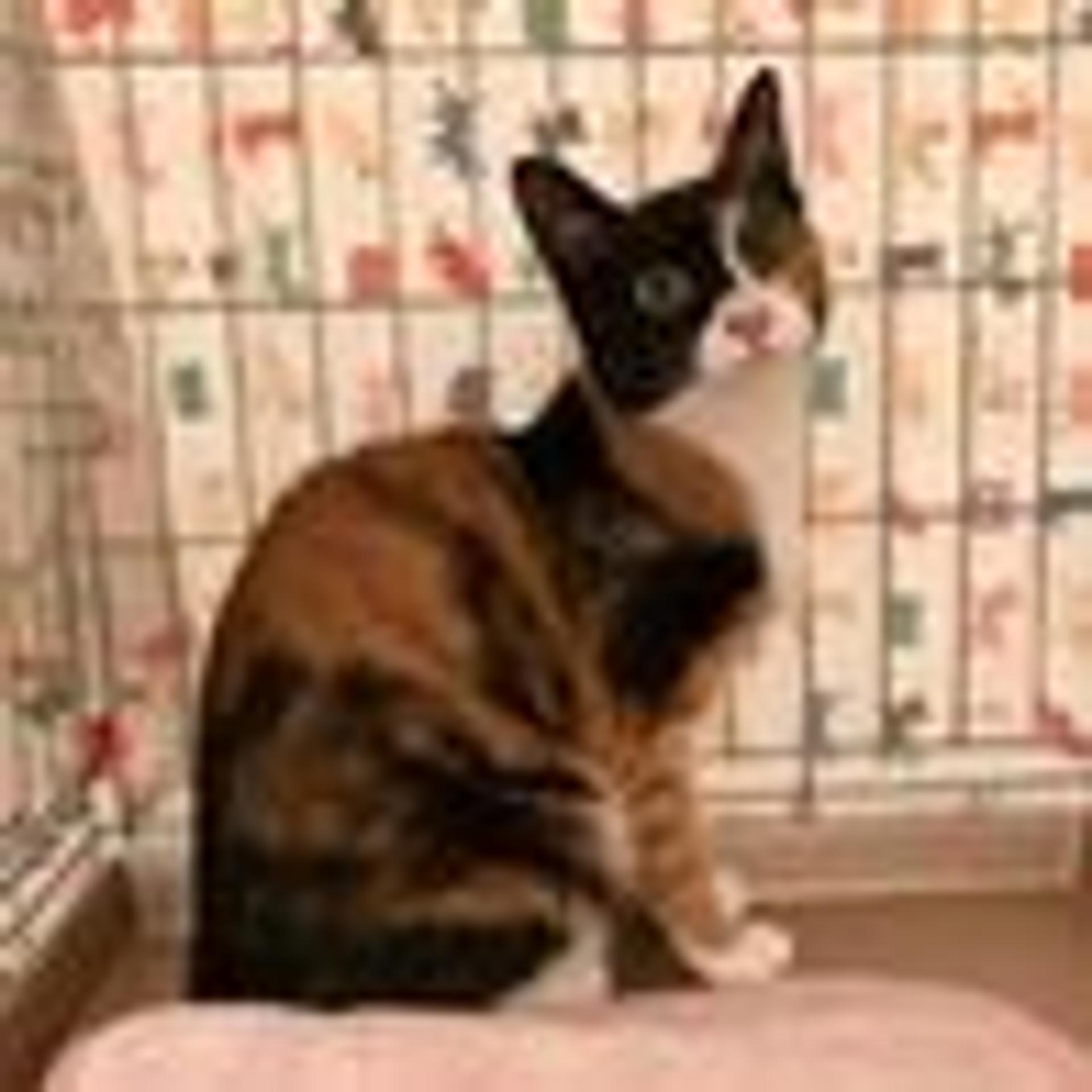 pet-image-2