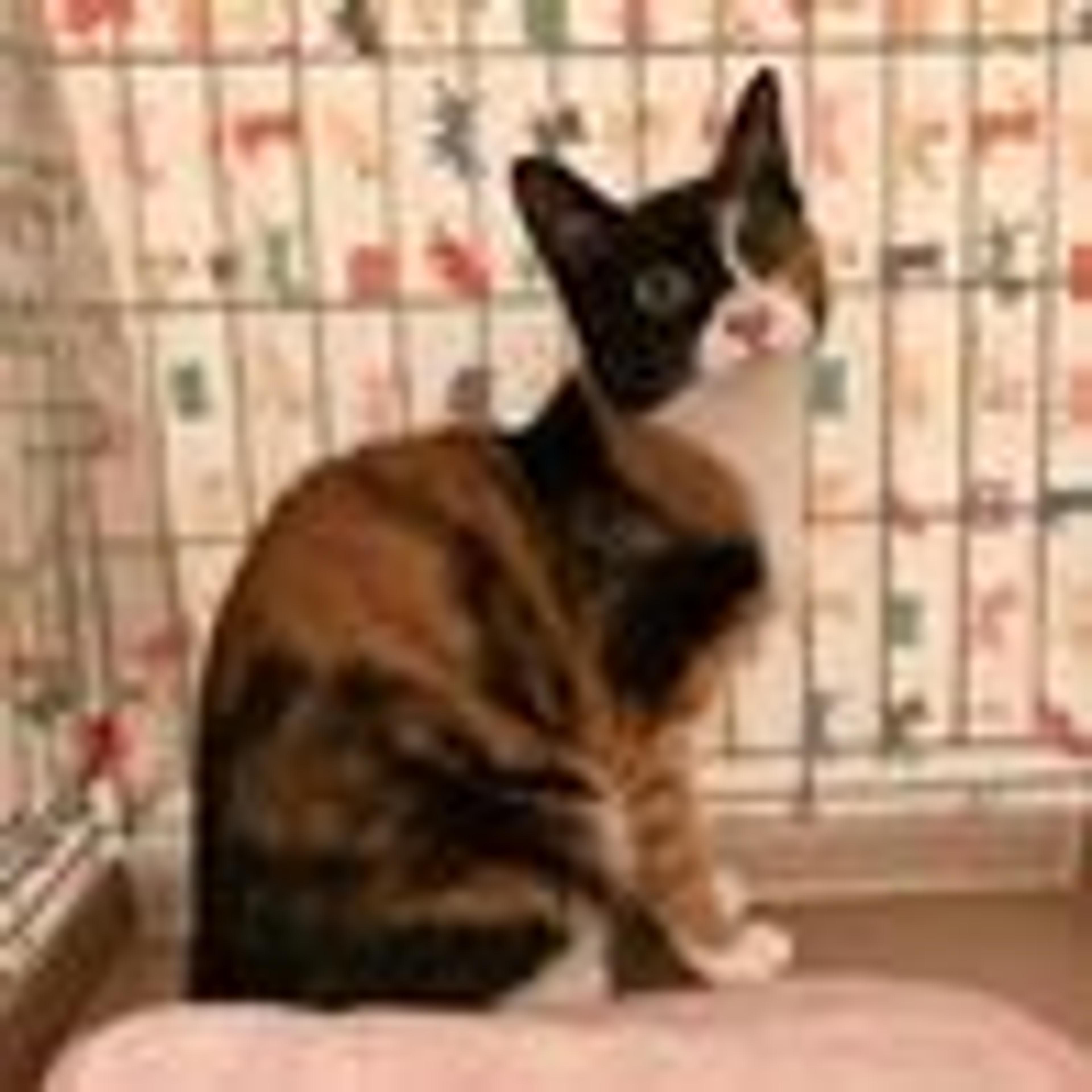 pet-image-2