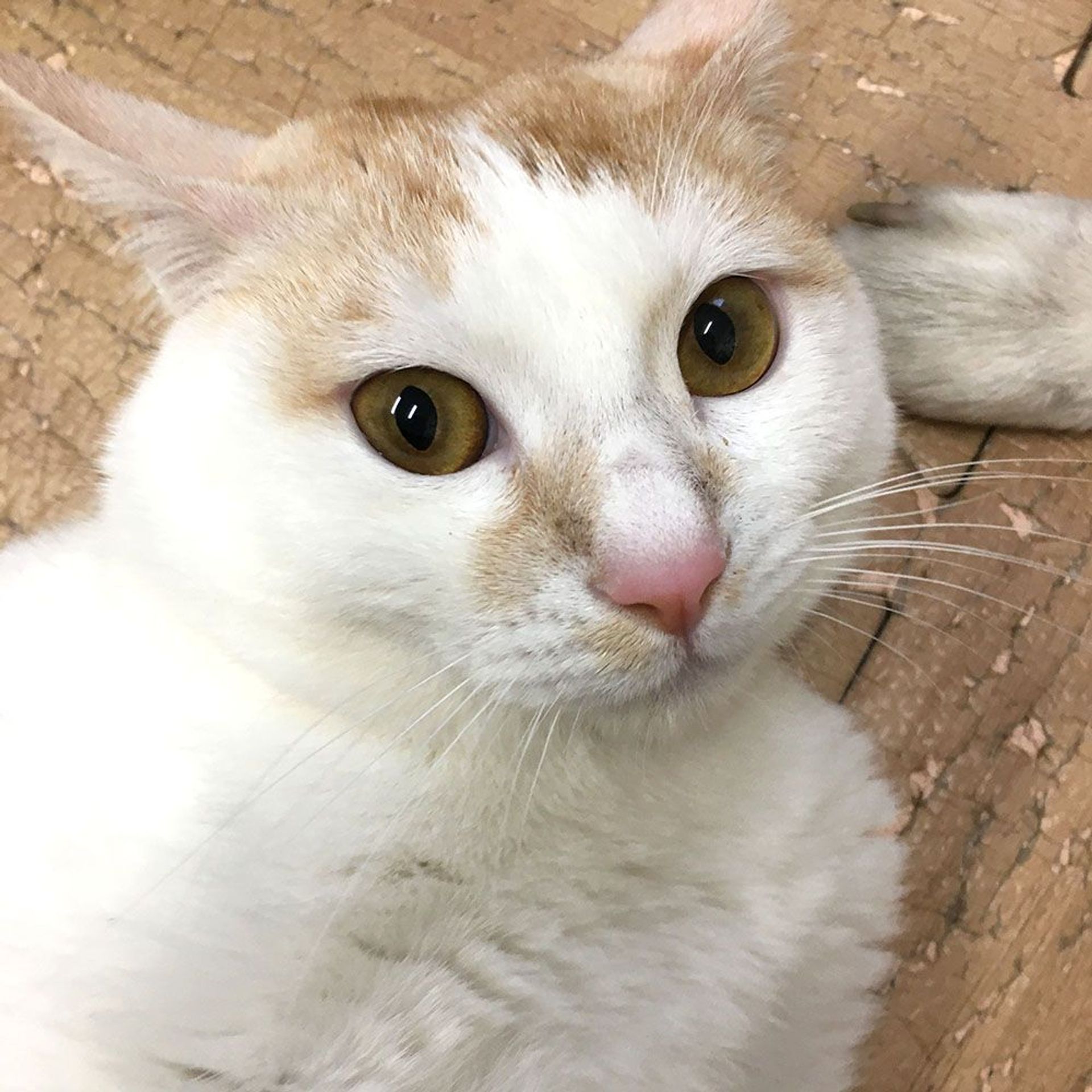 雑種（ミックス猫）・オスの里親募集の写真