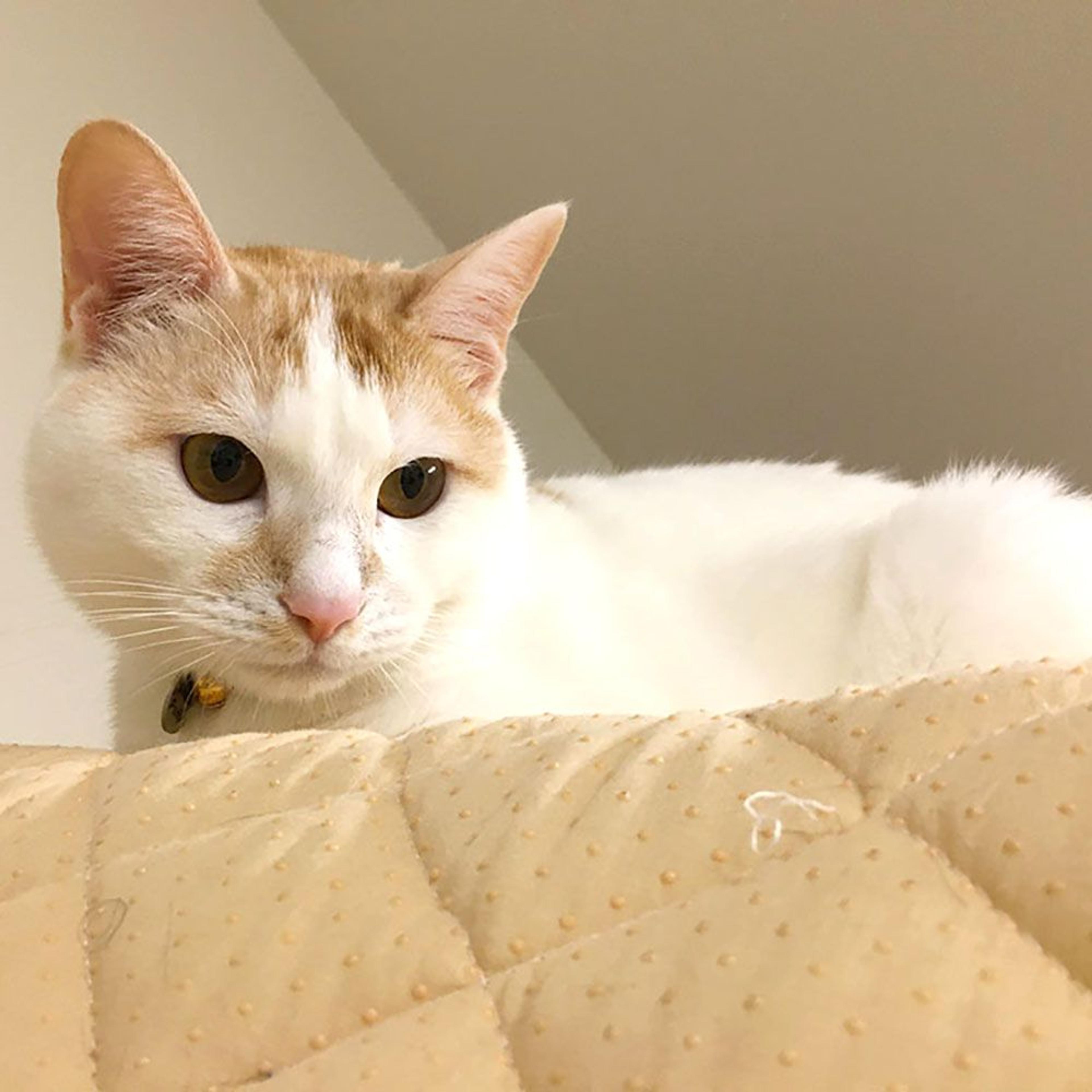 pet-image-2